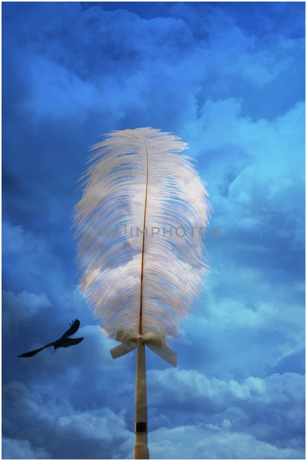 cloudy blue background with a white feather and bird flying