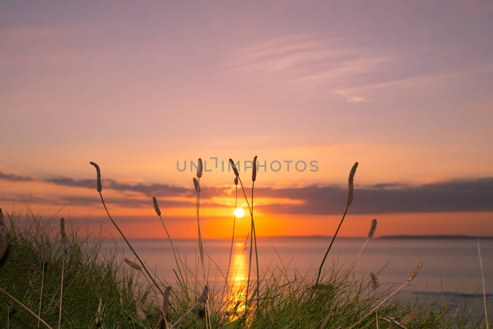 beautiful yellow sunset over loop head with the wild tall grass on the wild atlantic way in ireland
