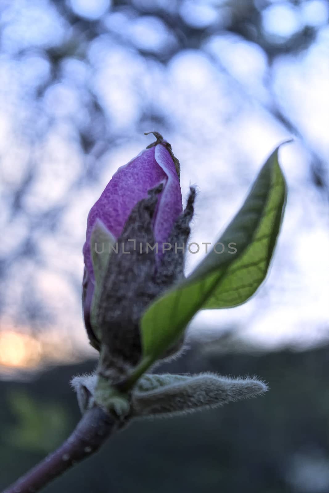 Purple magnolia bud with a green leaf on a tree bench, shallow DOF.
