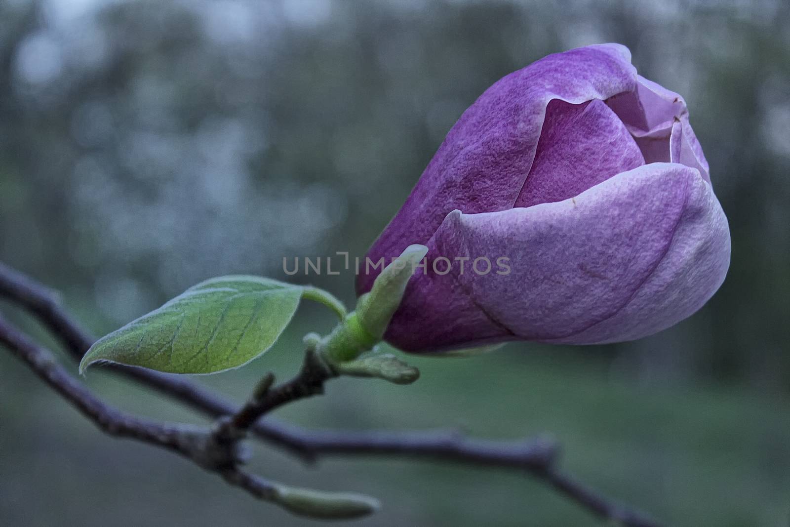 Purple magnolia flower with a green leaf on a tree bench, shallow DOF.