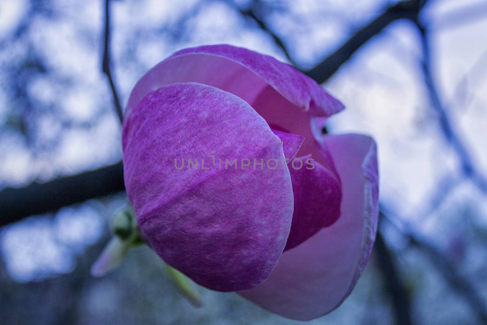 Purple magnolia flower on a tree bench, shallow DOF.