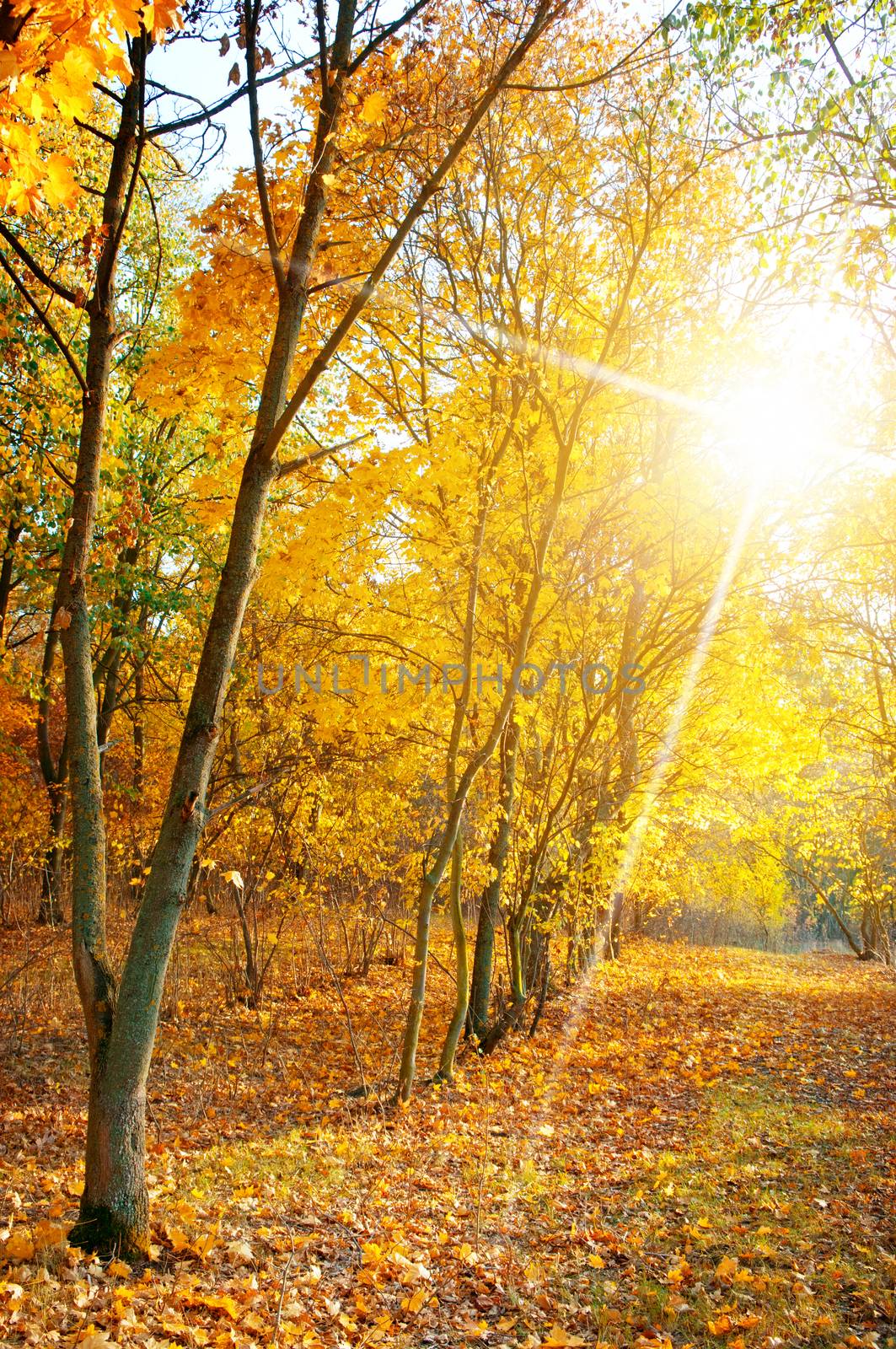 maple forest in autumn