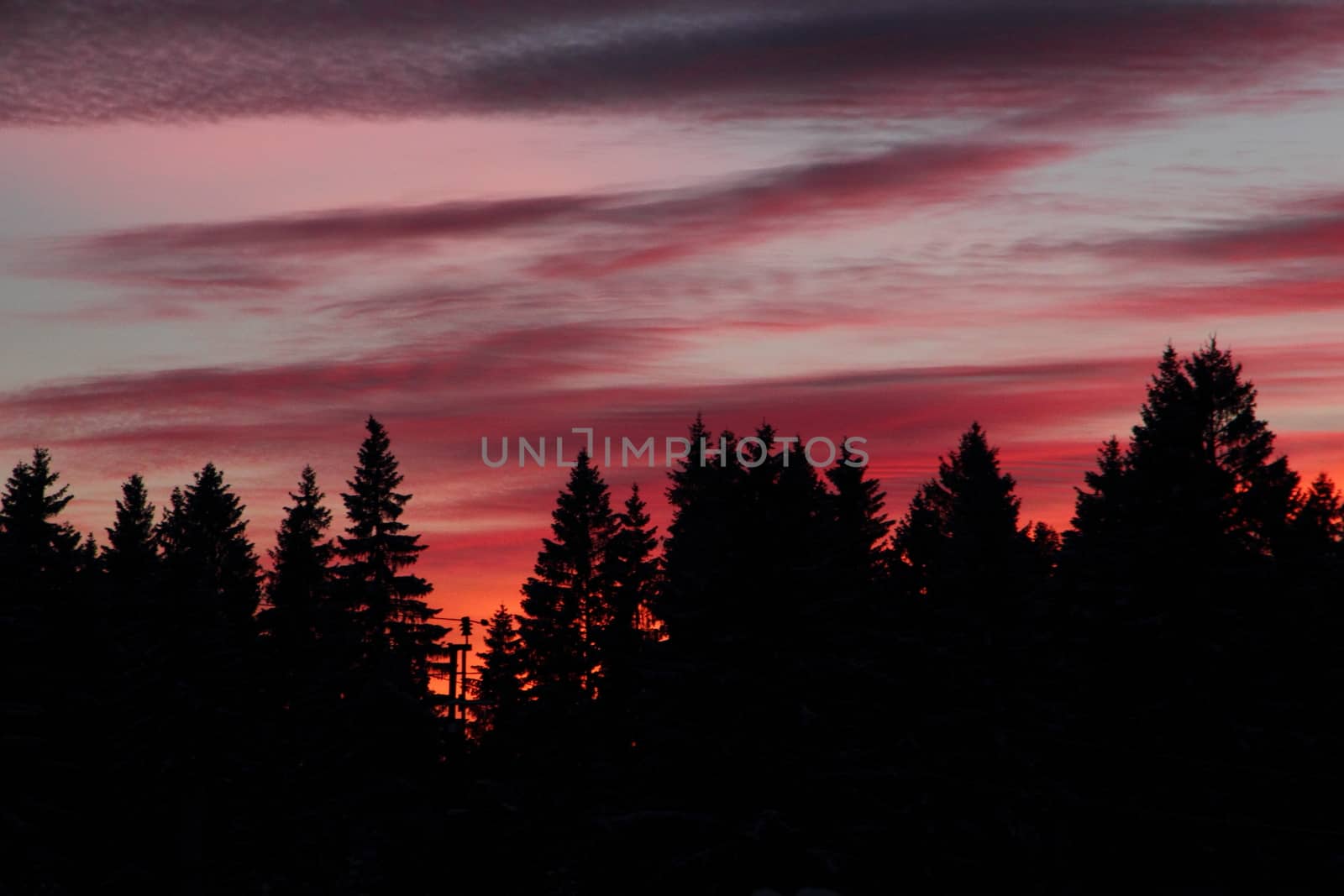 Multicolored bright sunset over the tops of spruce trees