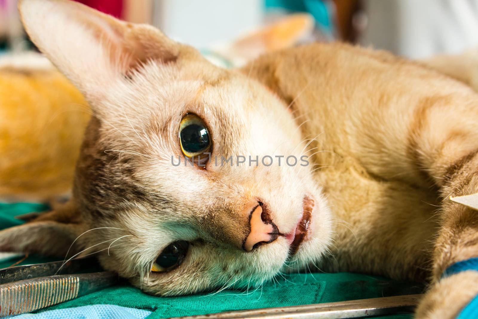 Veterinary surgeon neutering a cat by N_u_T