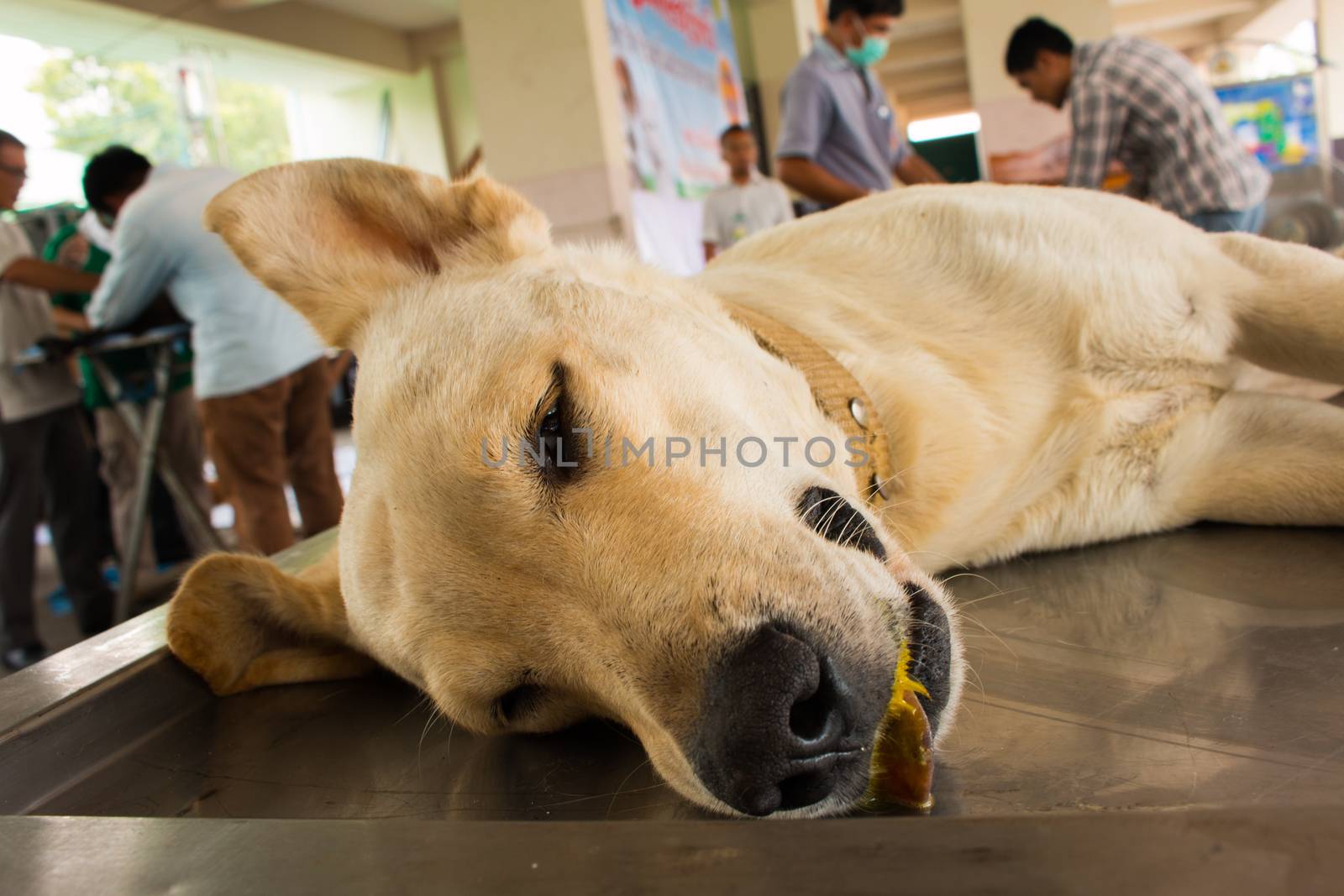 Veterinary surgeon neutering a dog by N_u_T