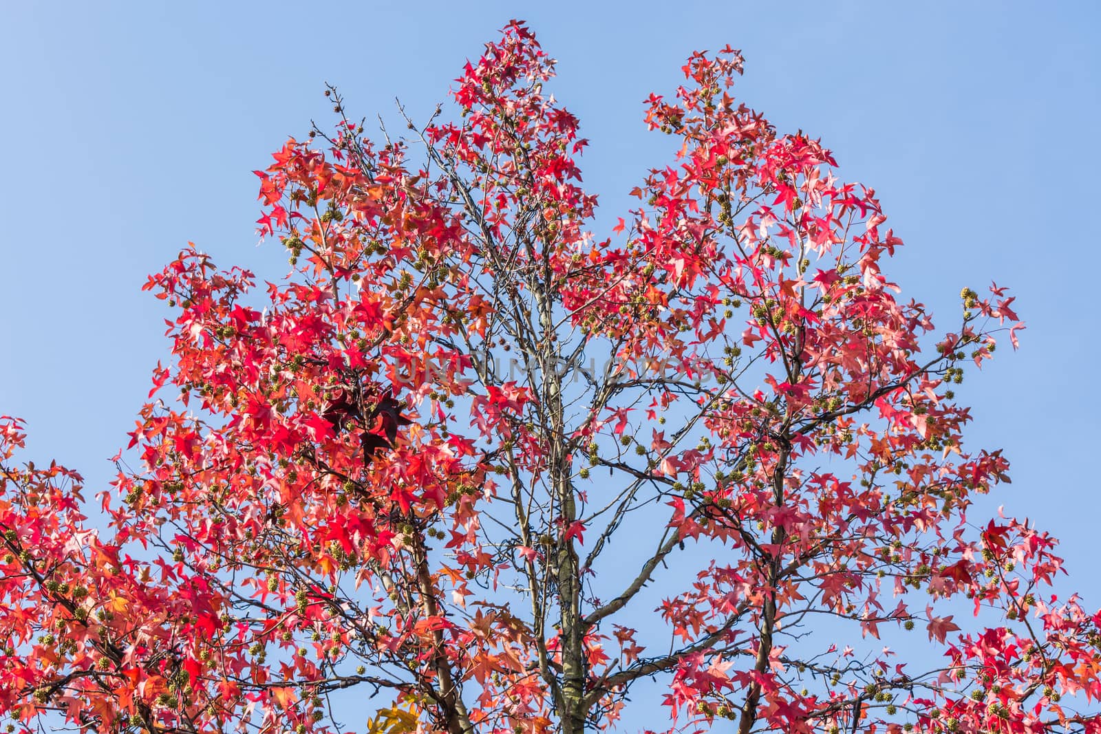 Autumn tree in November in sunny weather.       by JFsPic