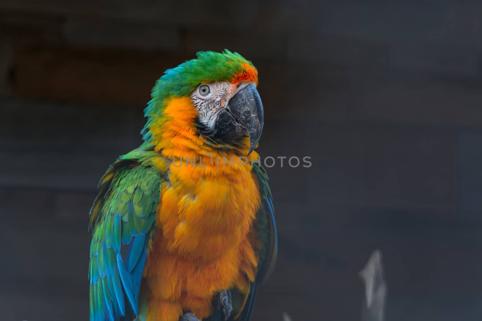 Beautiful colorful Macaw parrot, side view.