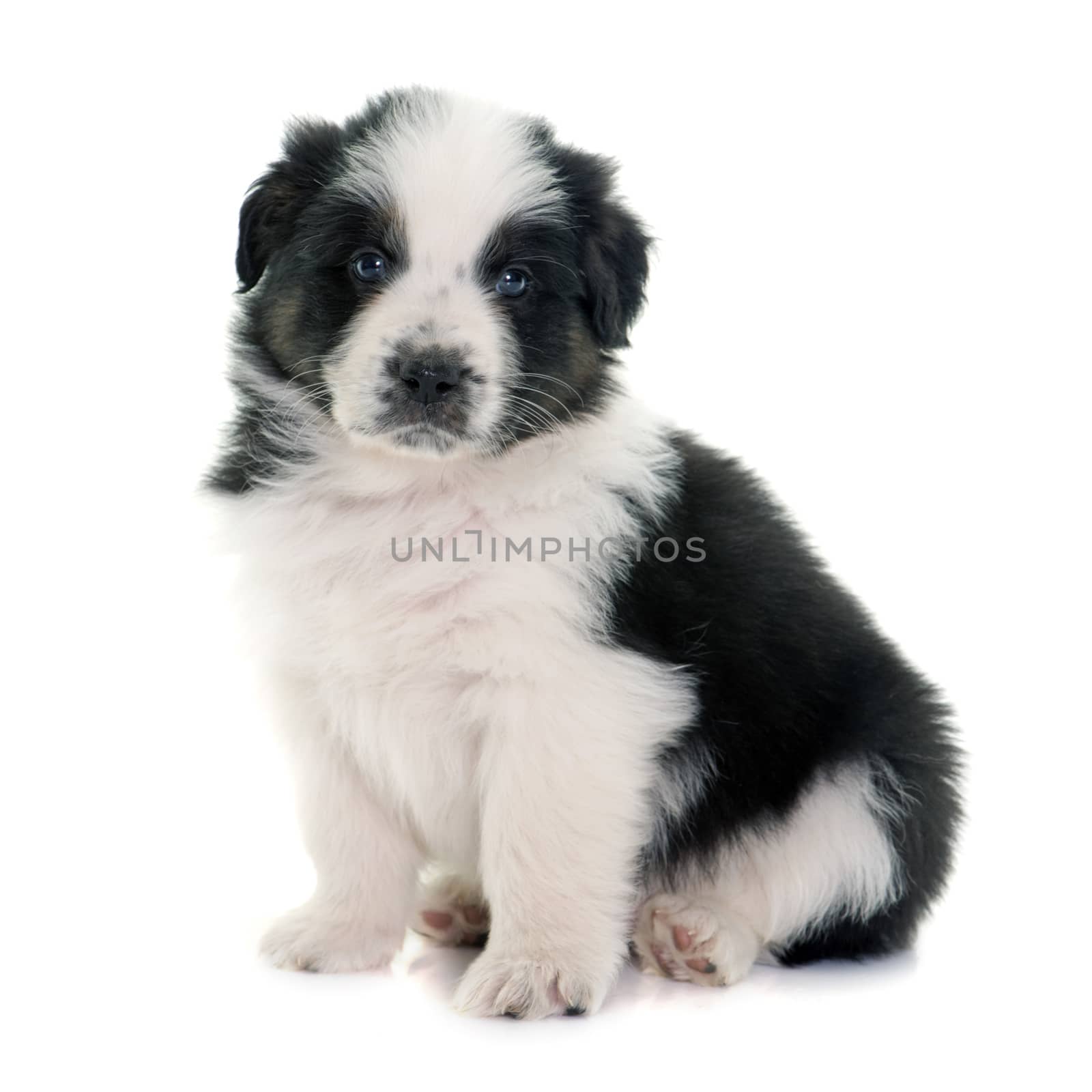 puppy asutralian shepherd in front of white background