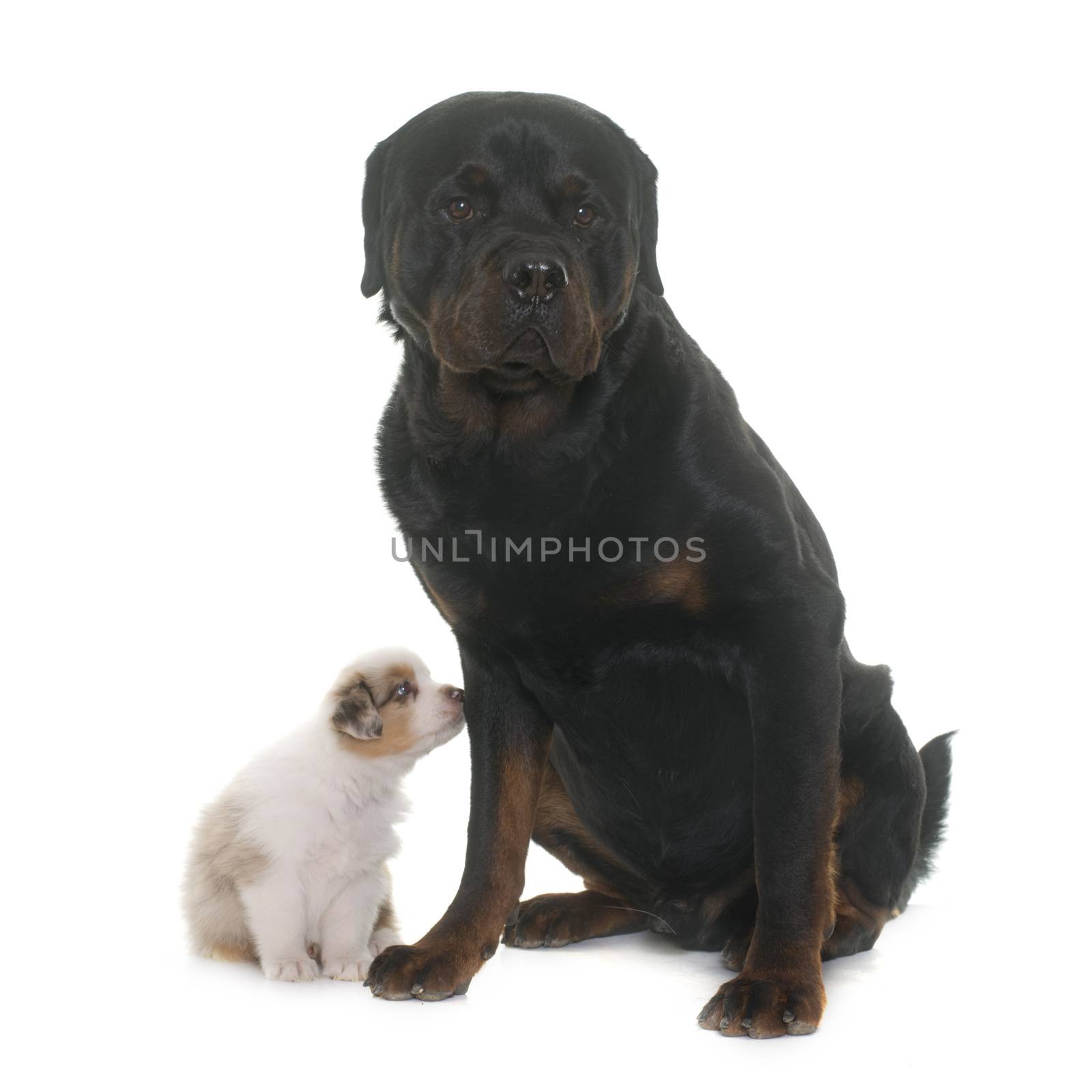 puppy australian shepherd and rottweiler in front of white background