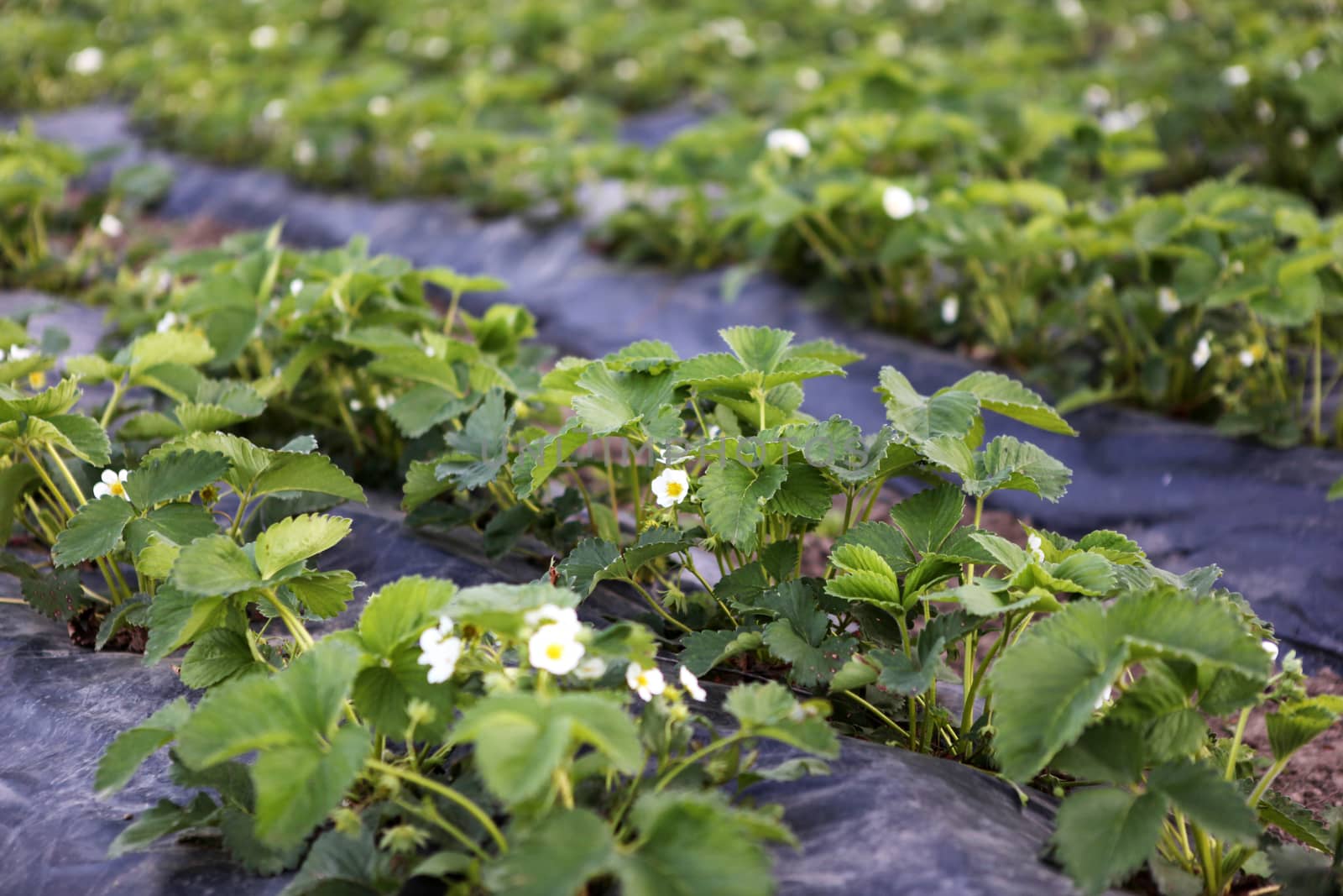 Blooming strawberries