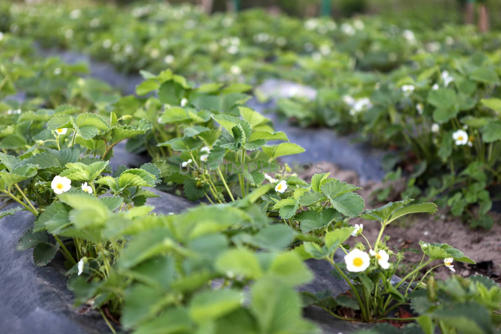 Blooming strawberries