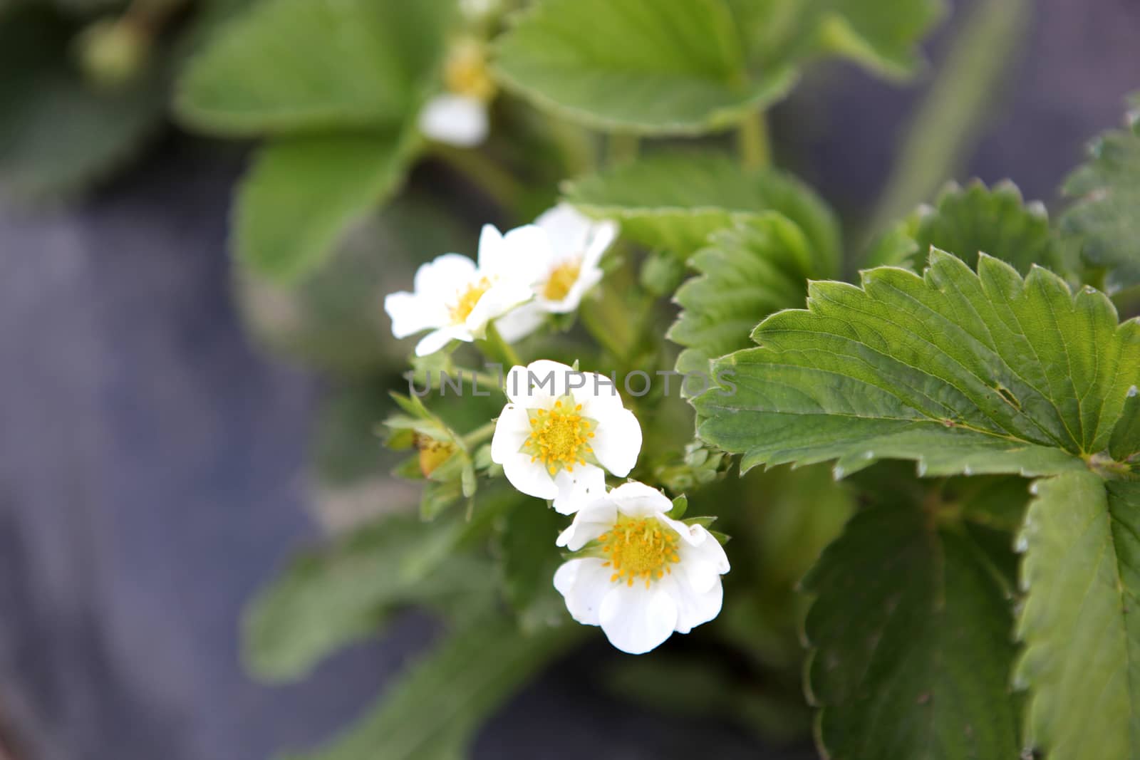 Blooming strawberries