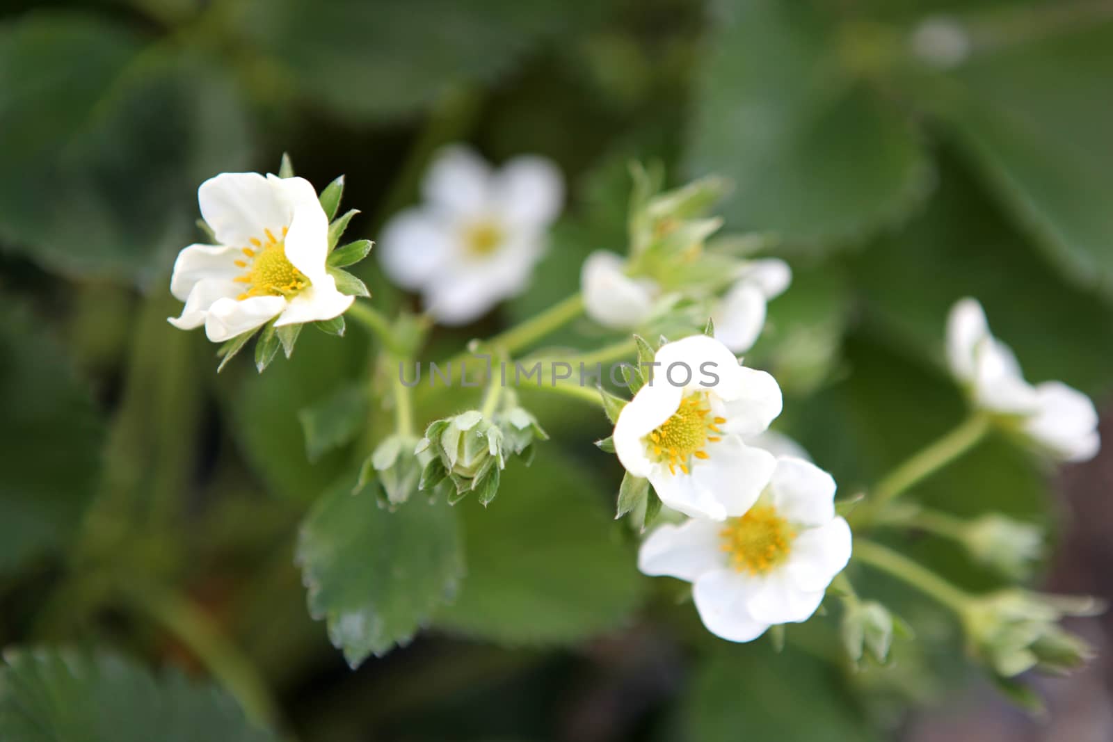 Blooming strawberries by nenov