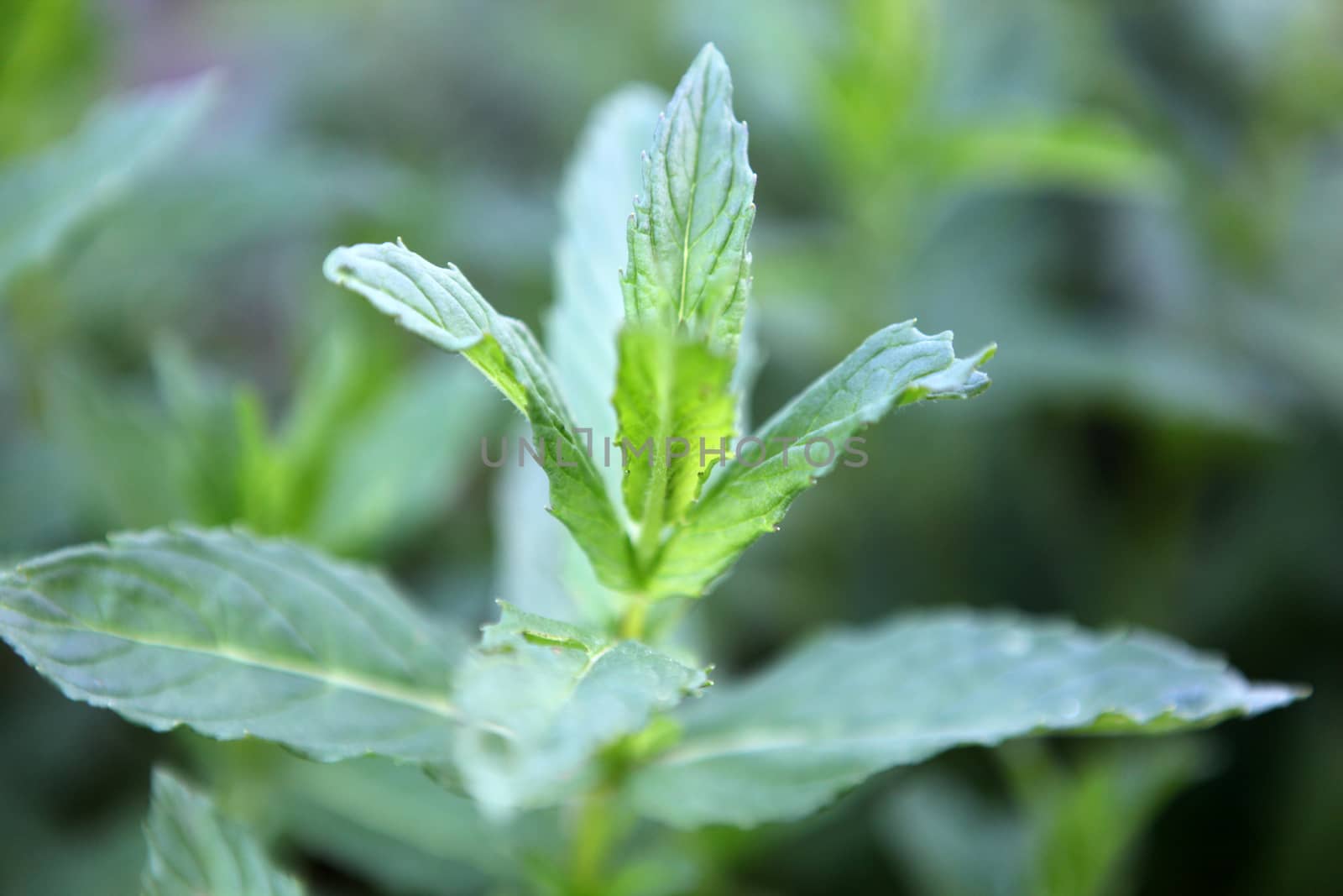 Closeup picture of fresh spearmint leaves by nenov