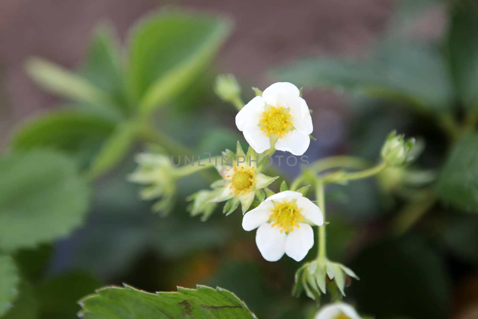 Blooming strawberries by nenov