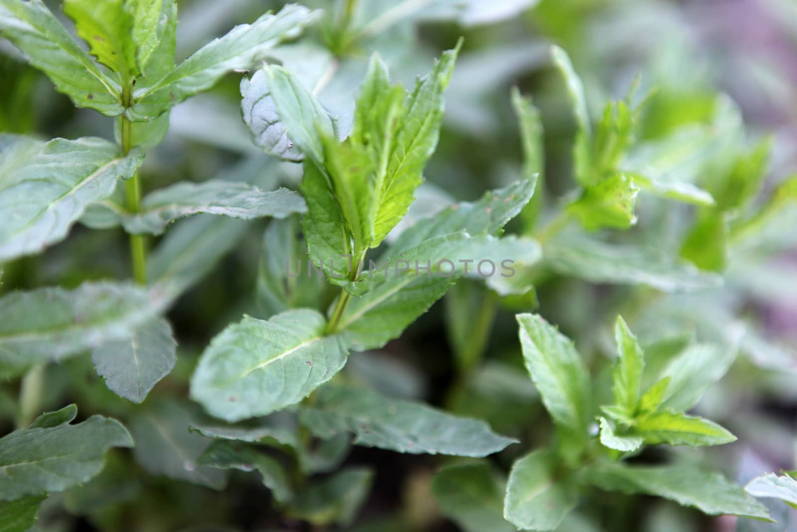 Closeup picture of fresh spearmint leaves by nenov