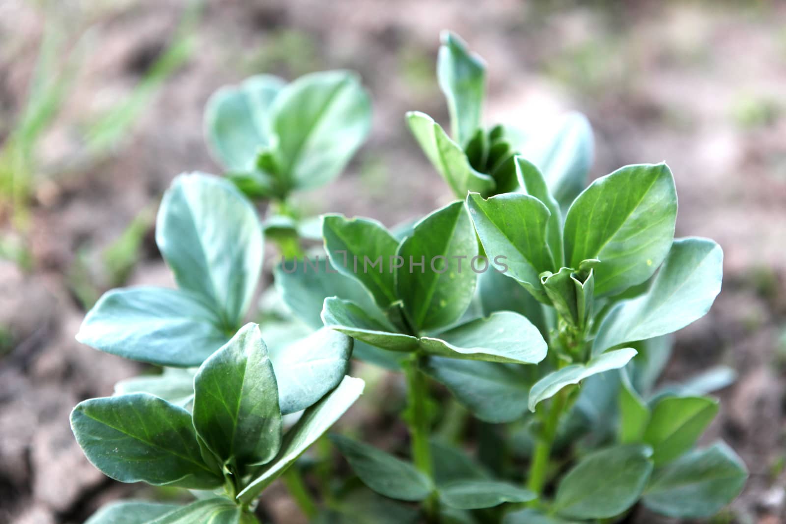 Broad bean by nenov