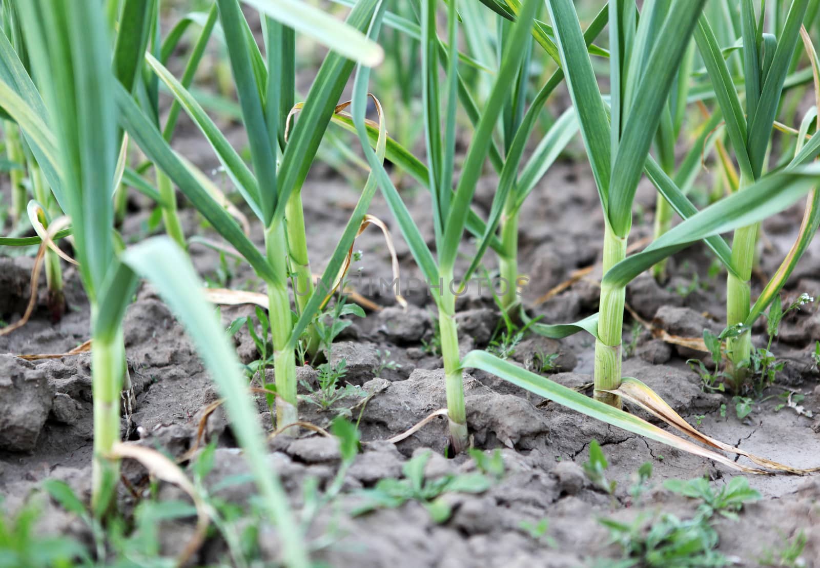 green garlic