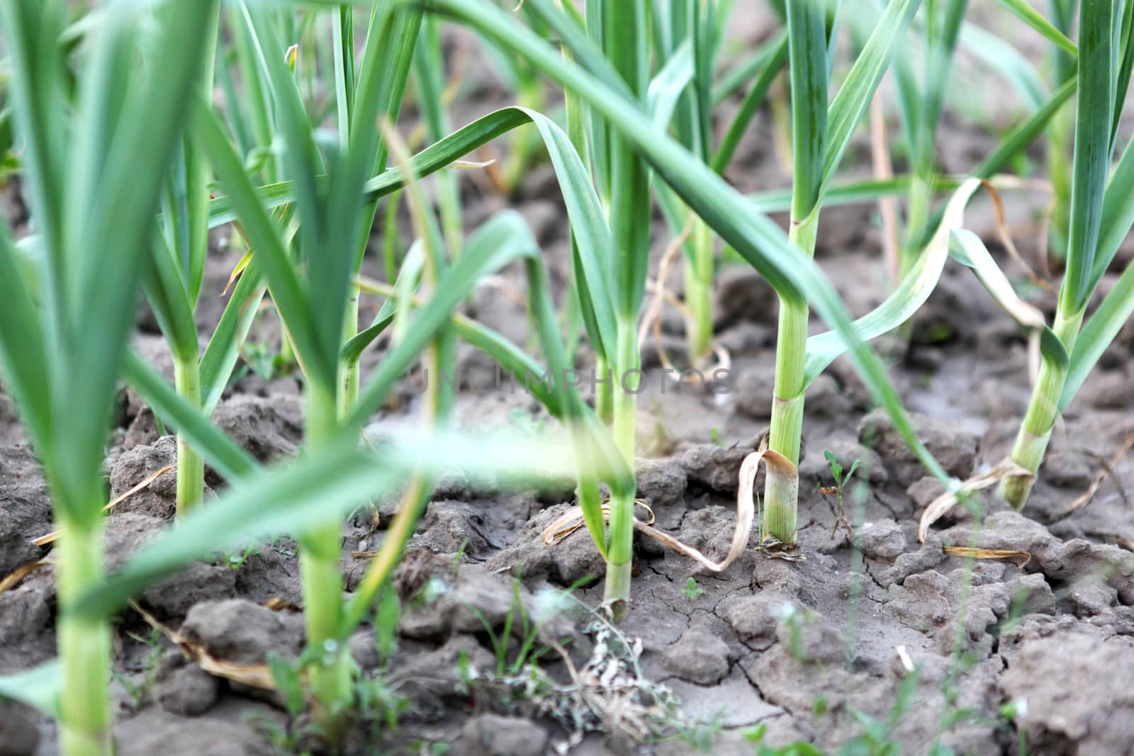 green garlic by nenov