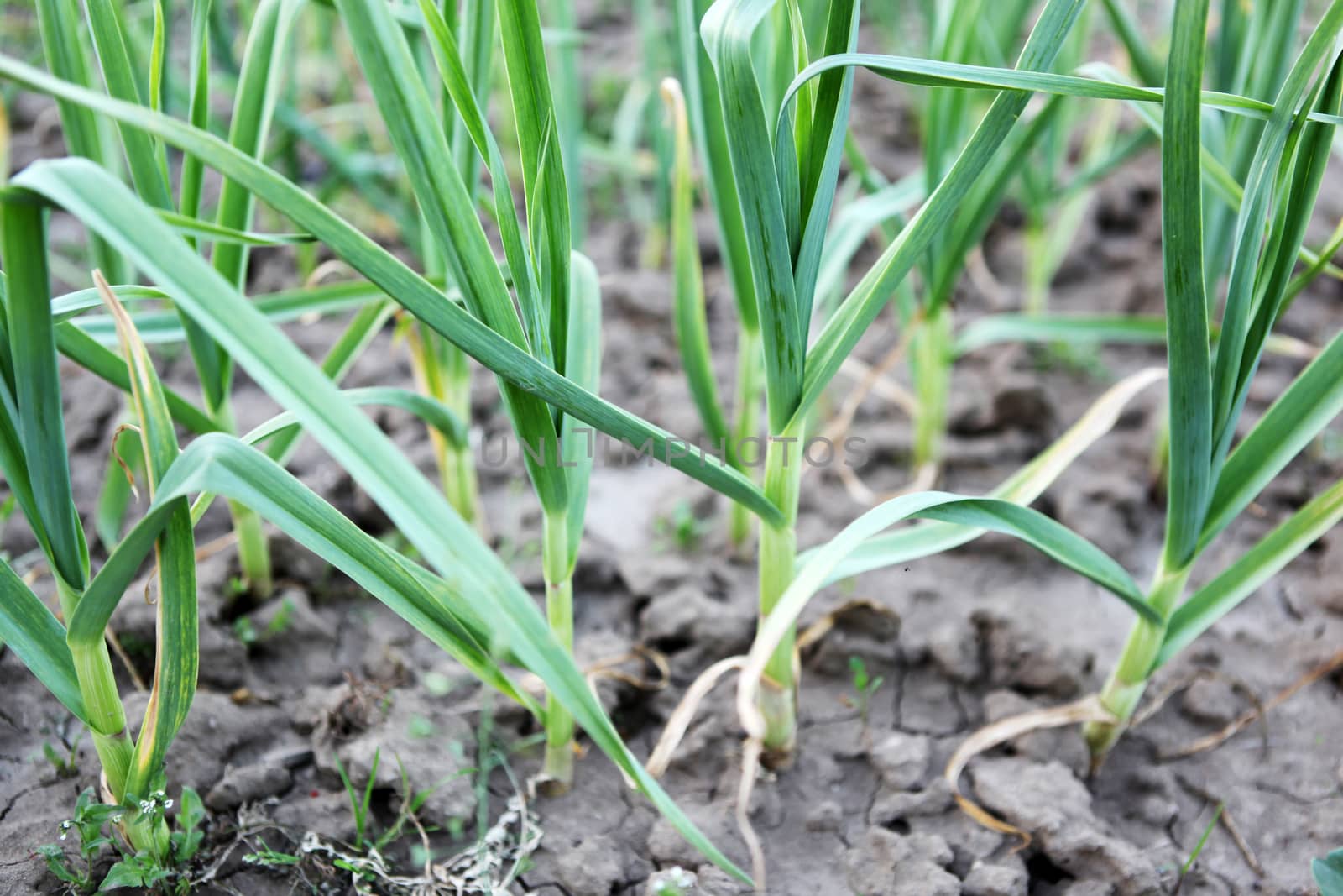 green garlic