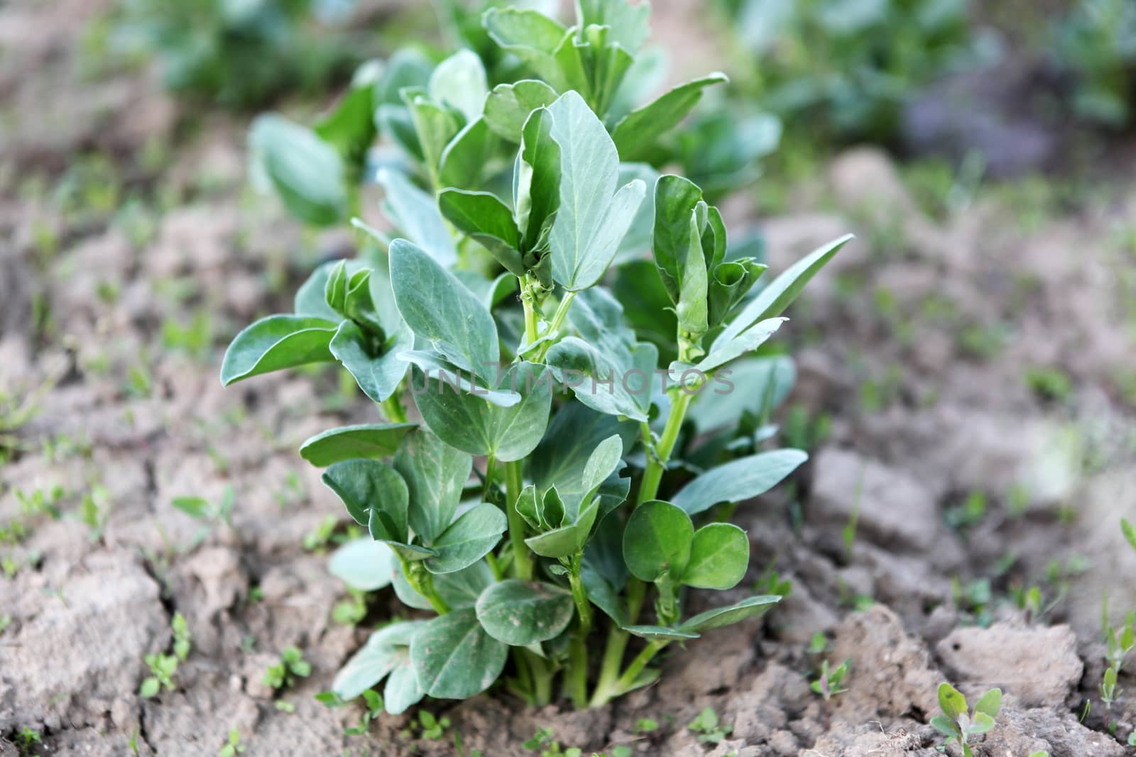 Broad bean by nenov