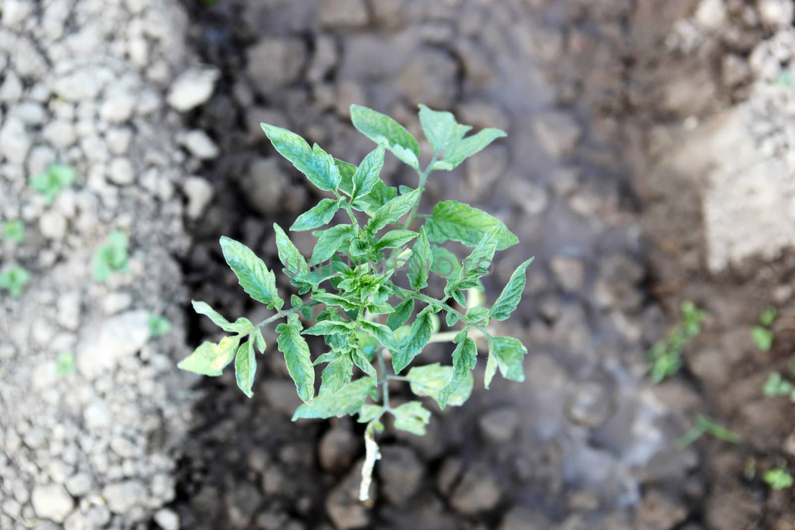 Tomato seedling