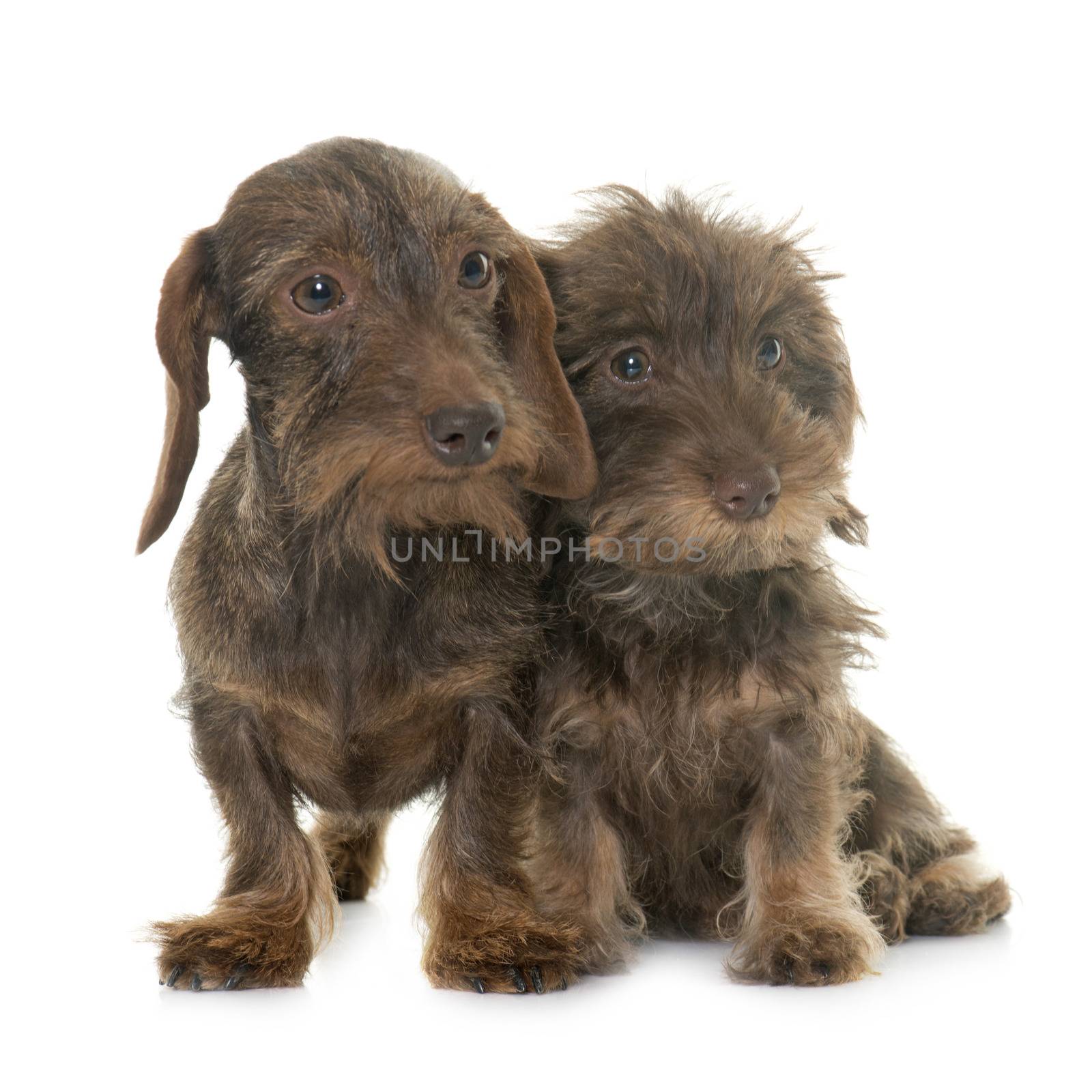 puppy and adult Wire haired dachshund by cynoclub