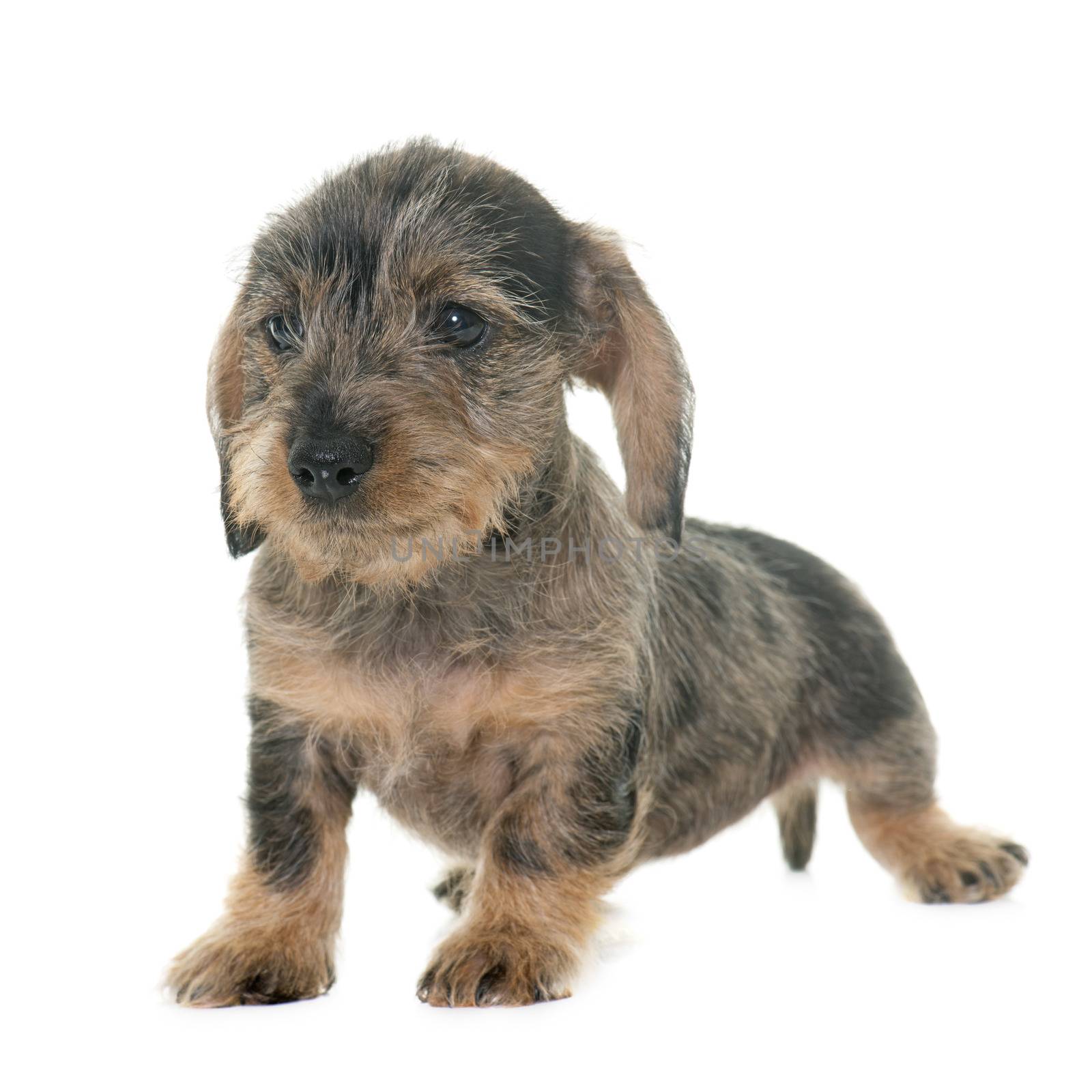 puppy Wire haired dachshund by cynoclub