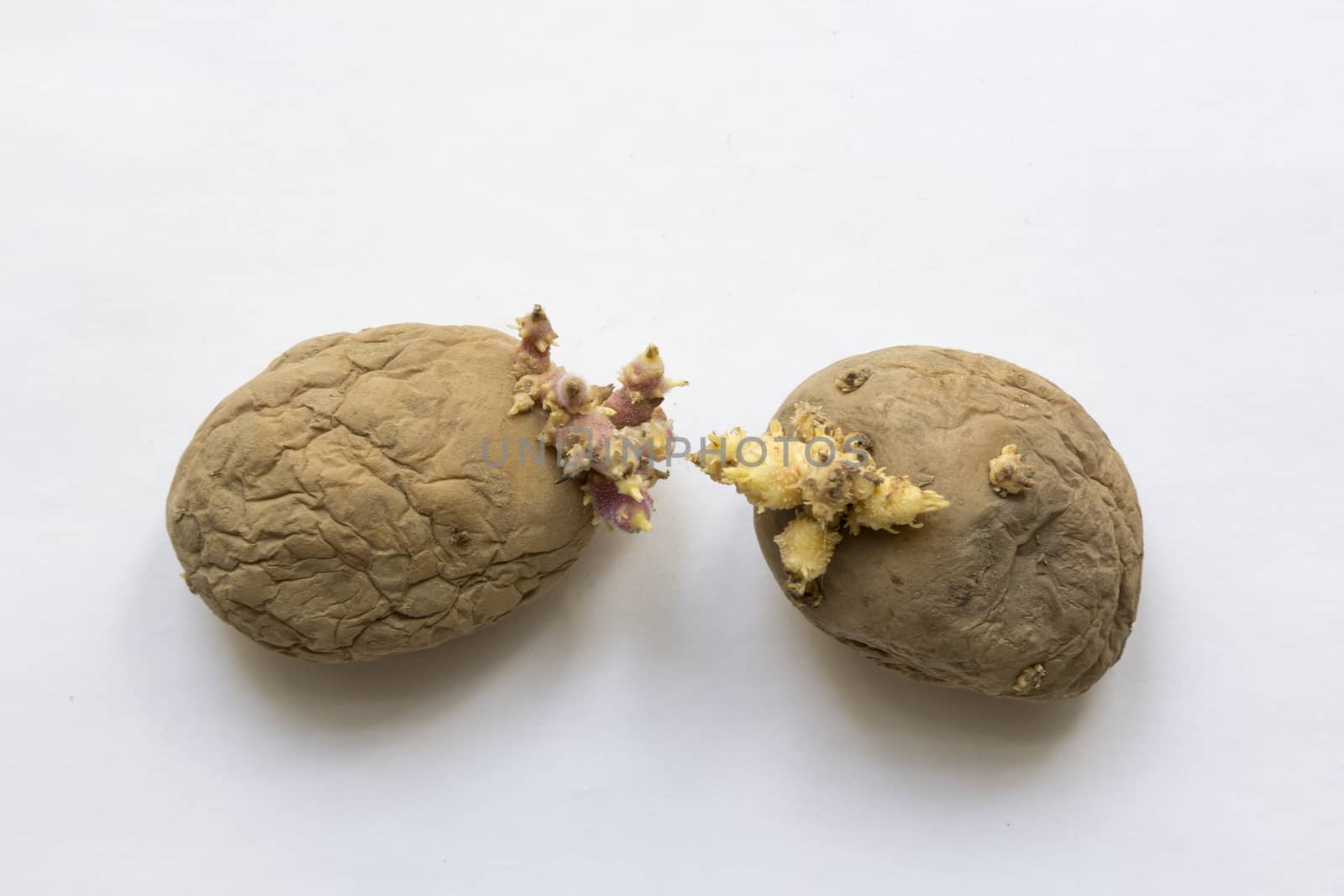 rotten old sprouting potatoes on a light background