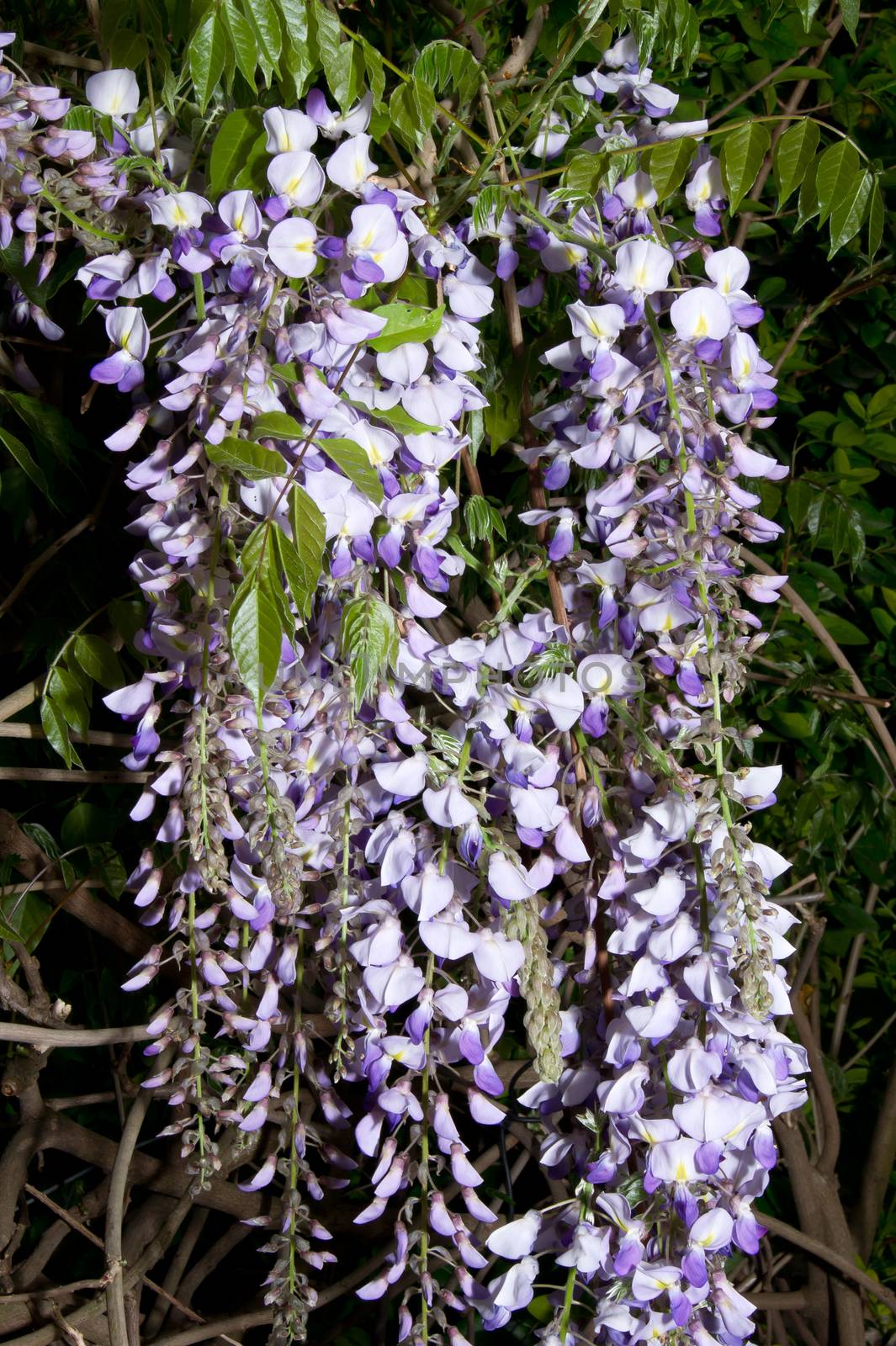 The wisteria flower of spring lilac in color.