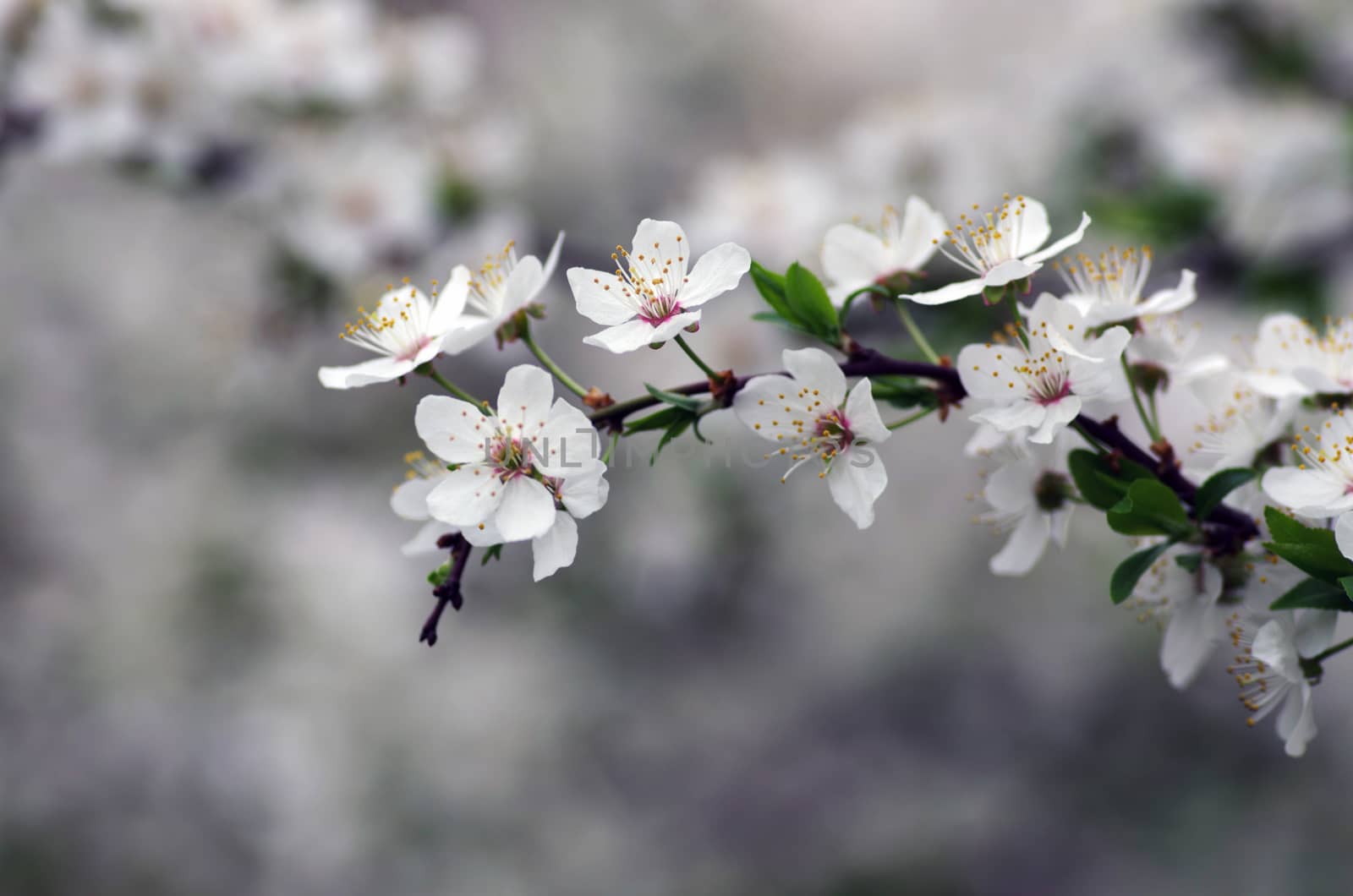 Spring blossom background - abstract floral border of green leav by dolnikow