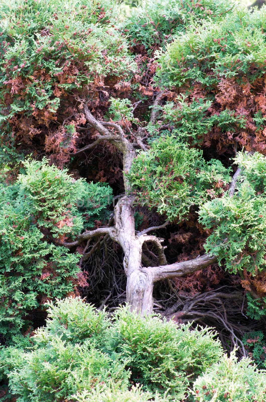 Juniperus communis - evergreen juniper tree, green branch by dolnikow