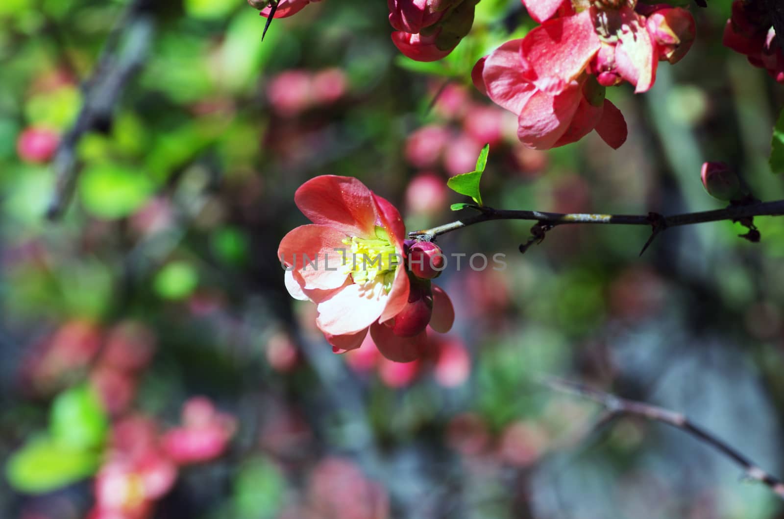 Flowering quince (cydonia oblonga) Red spring flowers (flowering by dolnikow