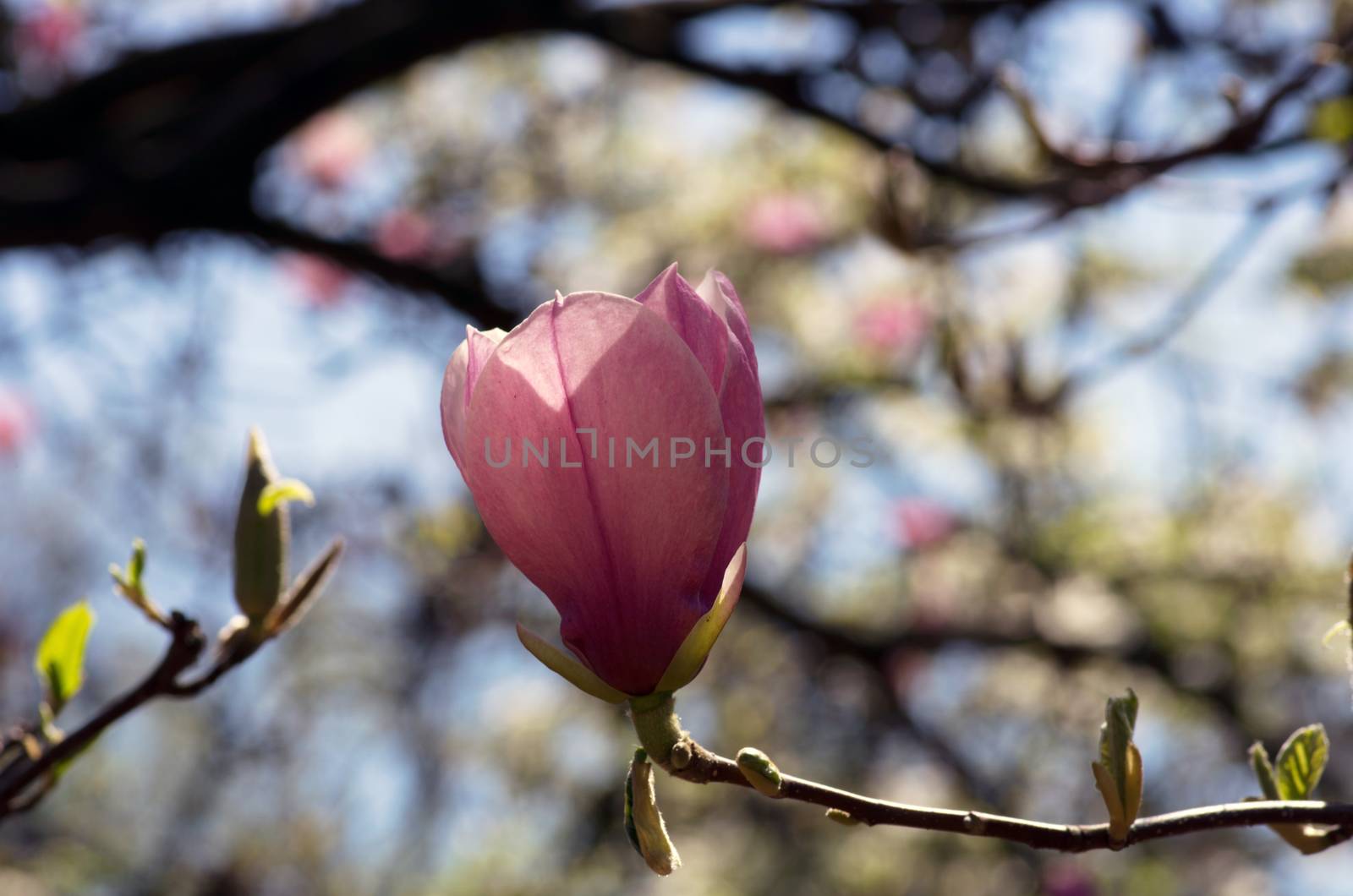 Blossoming of magnolia flowers in spring time by dolnikow