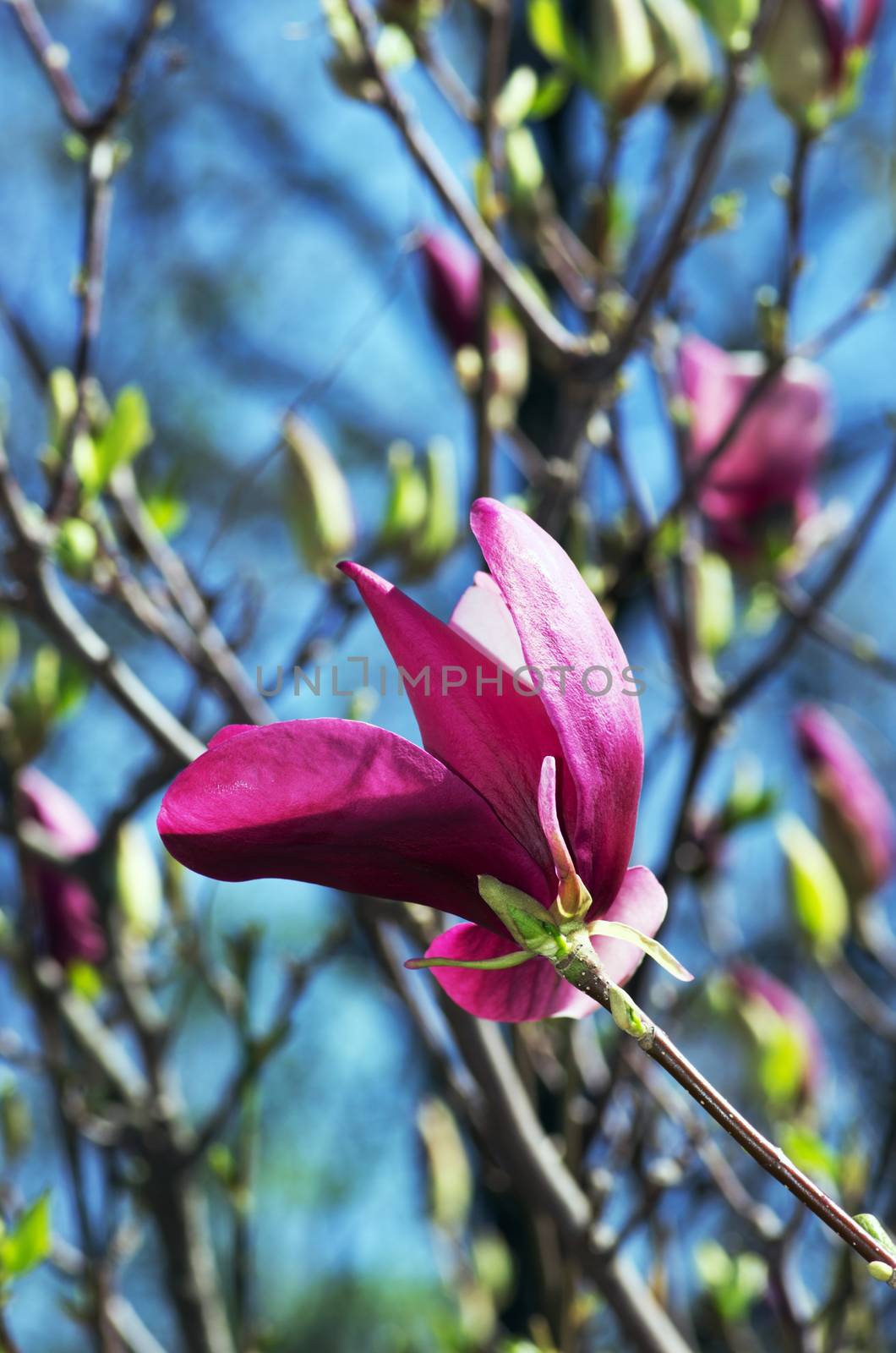 Blossoming of magnolia flowers in spring time by dolnikow