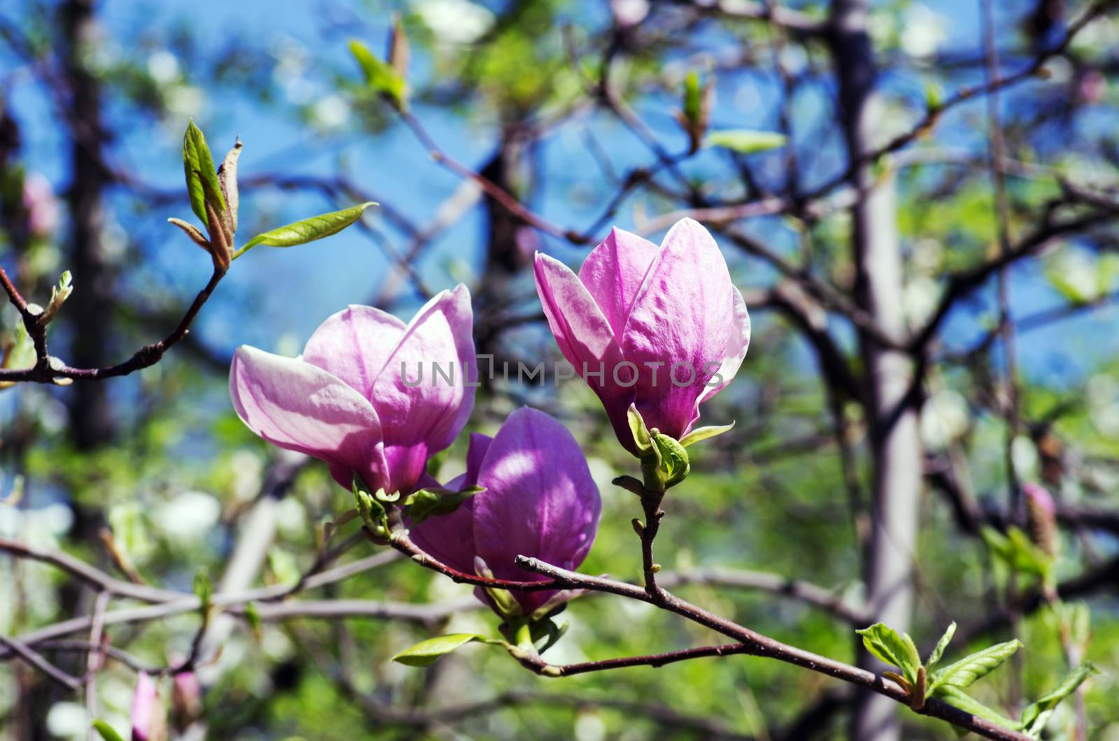 Blossoming of magnolia flowers in spring time by dolnikow