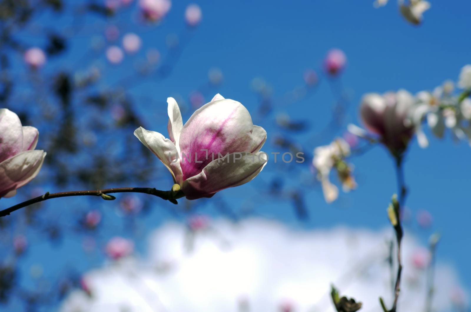 Blossoming of magnolia flowers in spring time by dolnikow