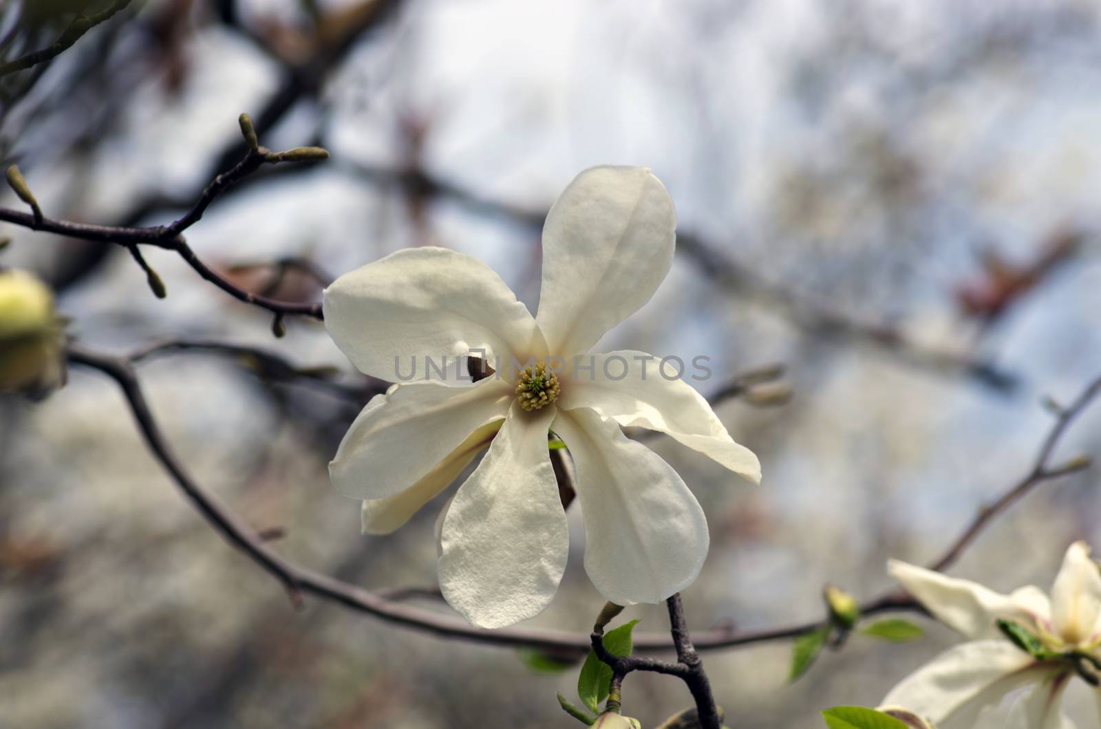 White magnolia flower against the sky close-up by dolnikow