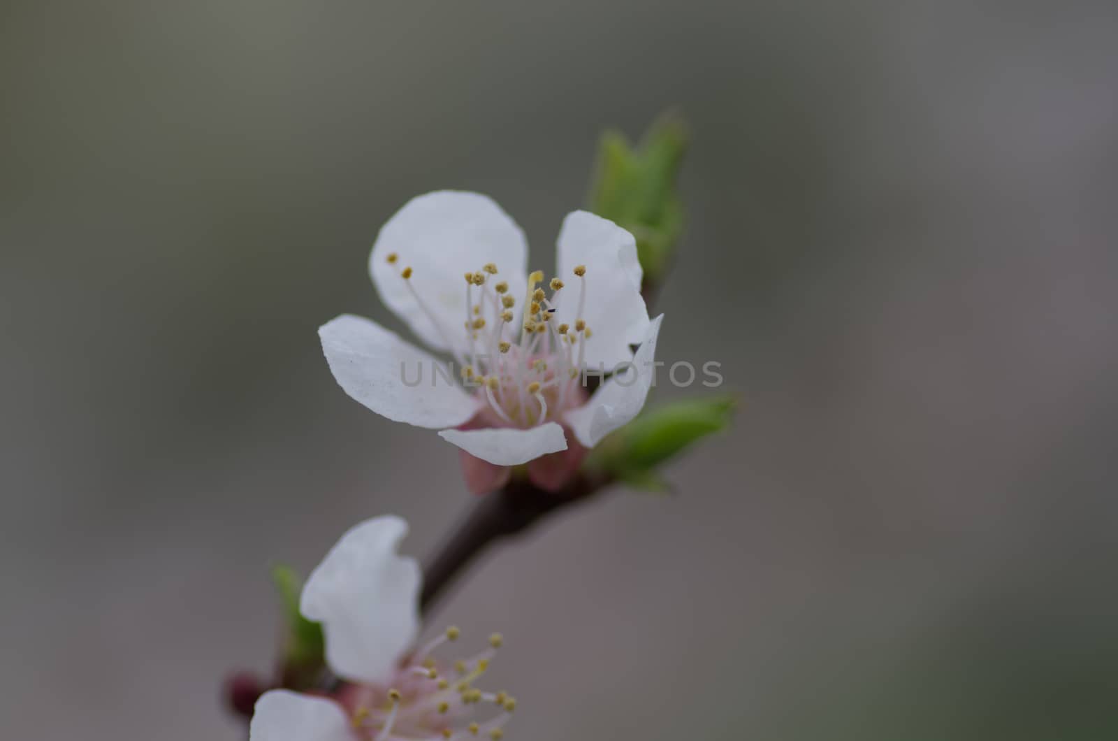 Spring blossom background - abstract floral border of green leav