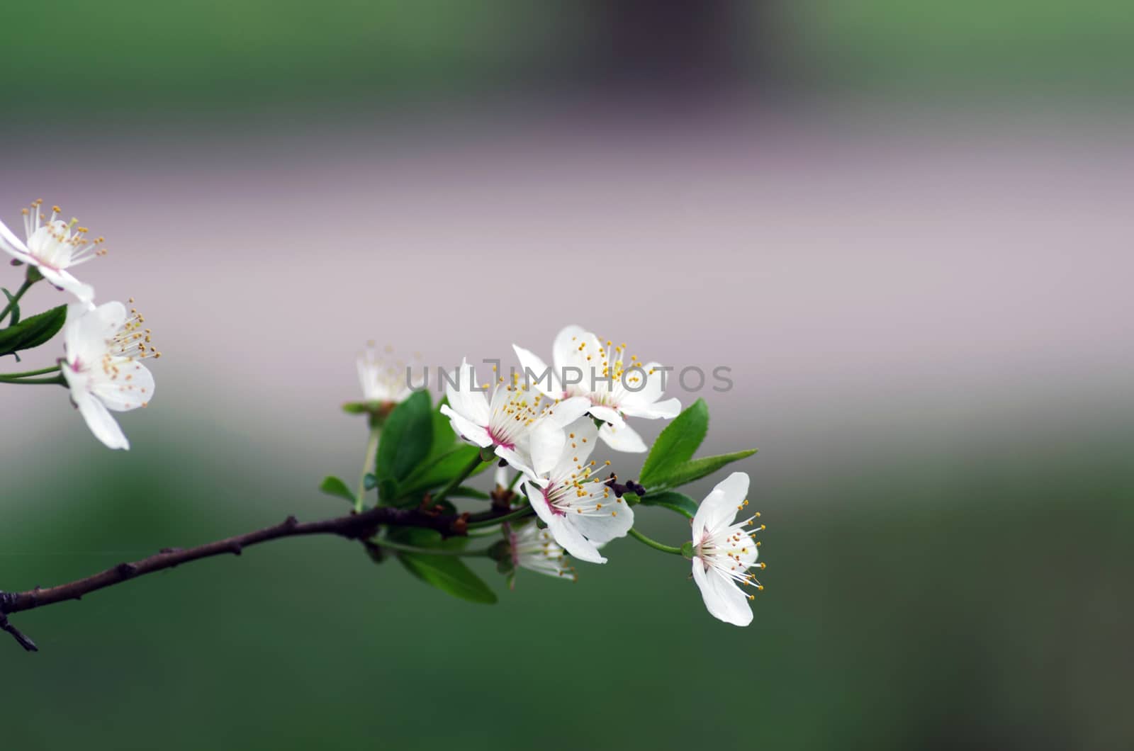 Spring blossom background - abstract floral border of green leaves and white flowers