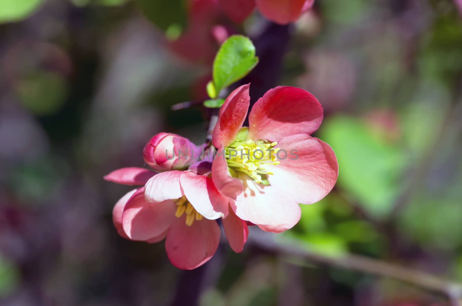 Flowering quince (cydonia oblonga) Red spring flowers (flowering by dolnikow