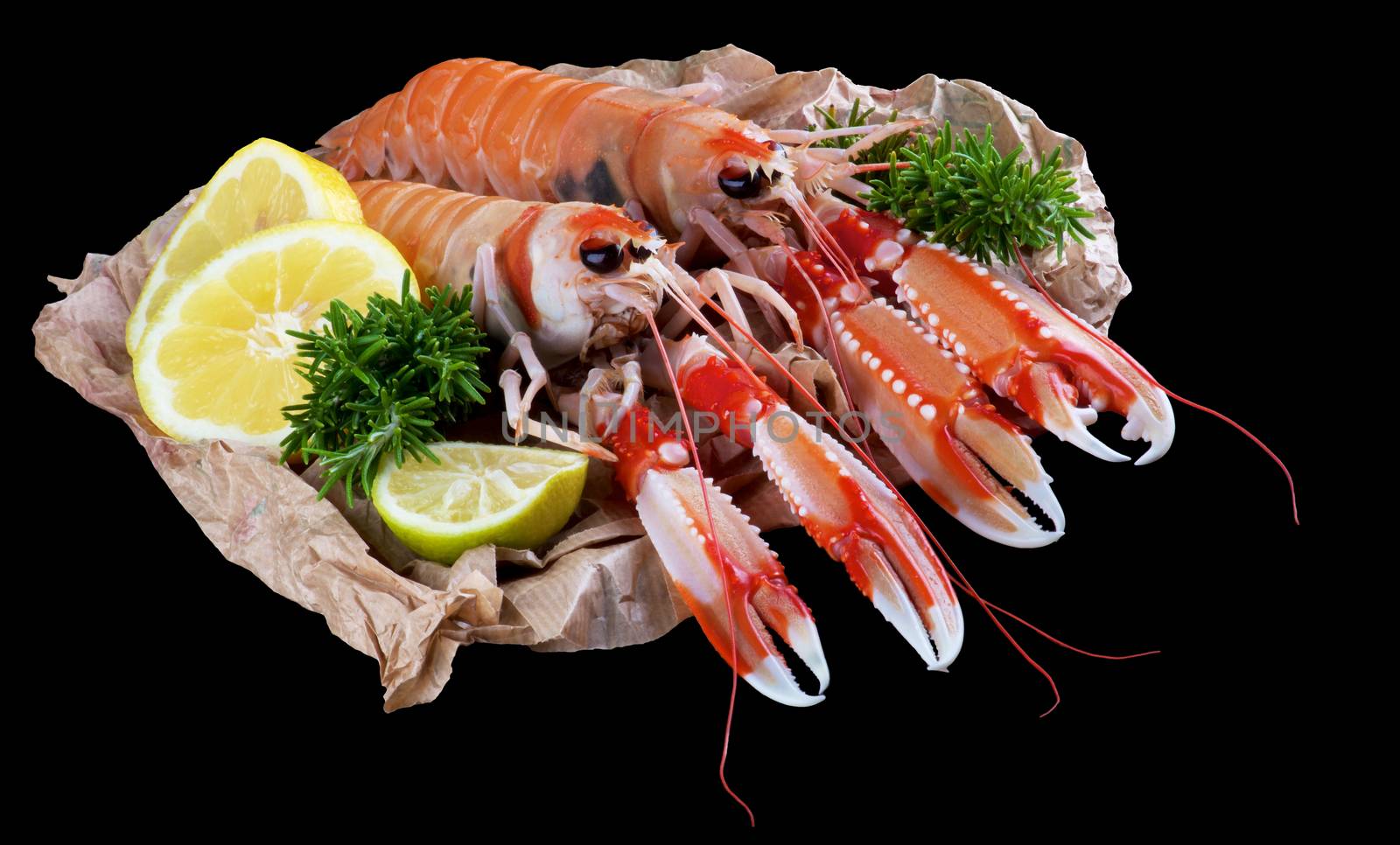 Two Big Raw Langoustines with Lemon, Lime and Rosemary on Parchment Paper closeup on Black Wooden background