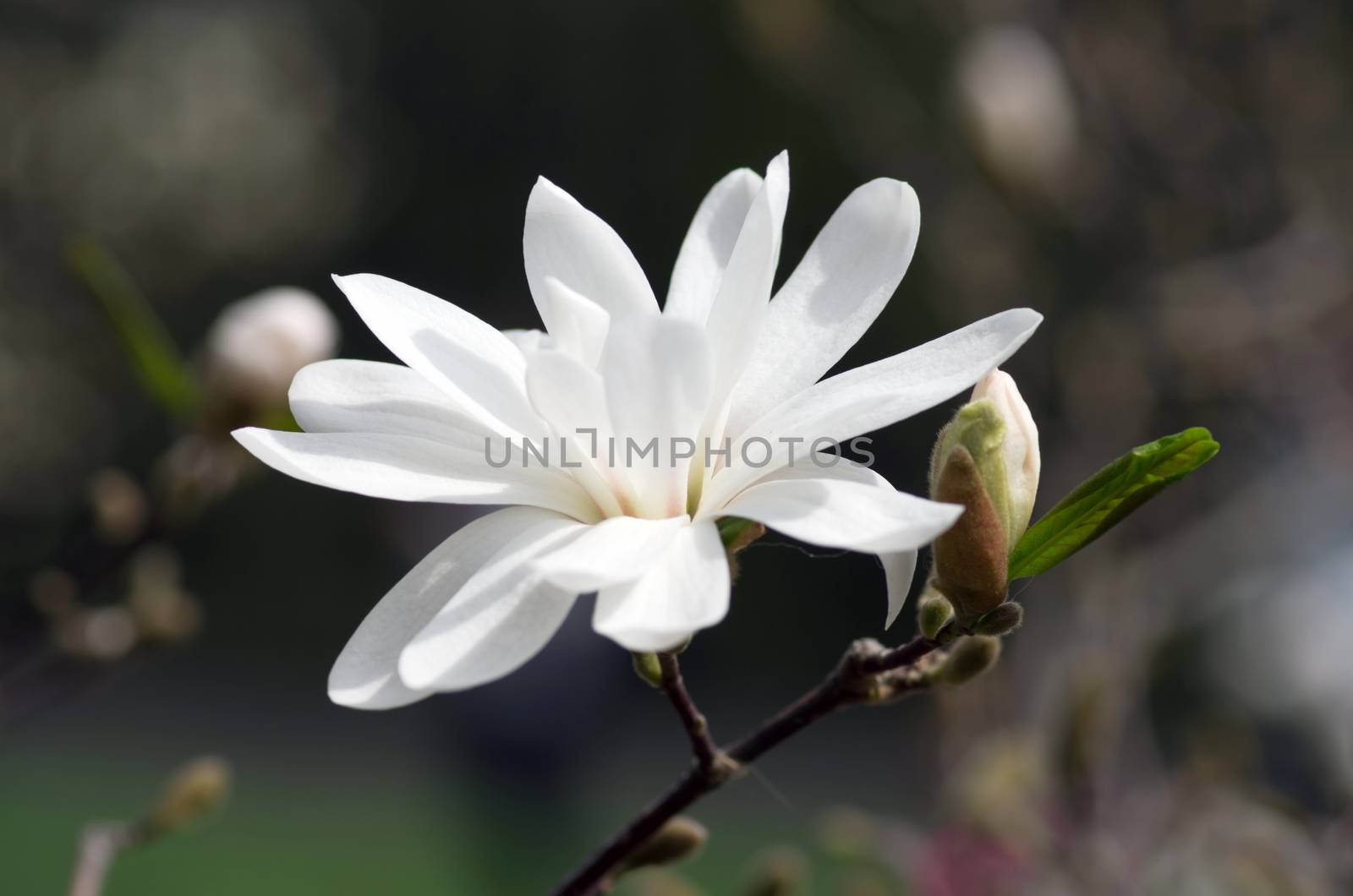 White magnolia flower against the sky close-up