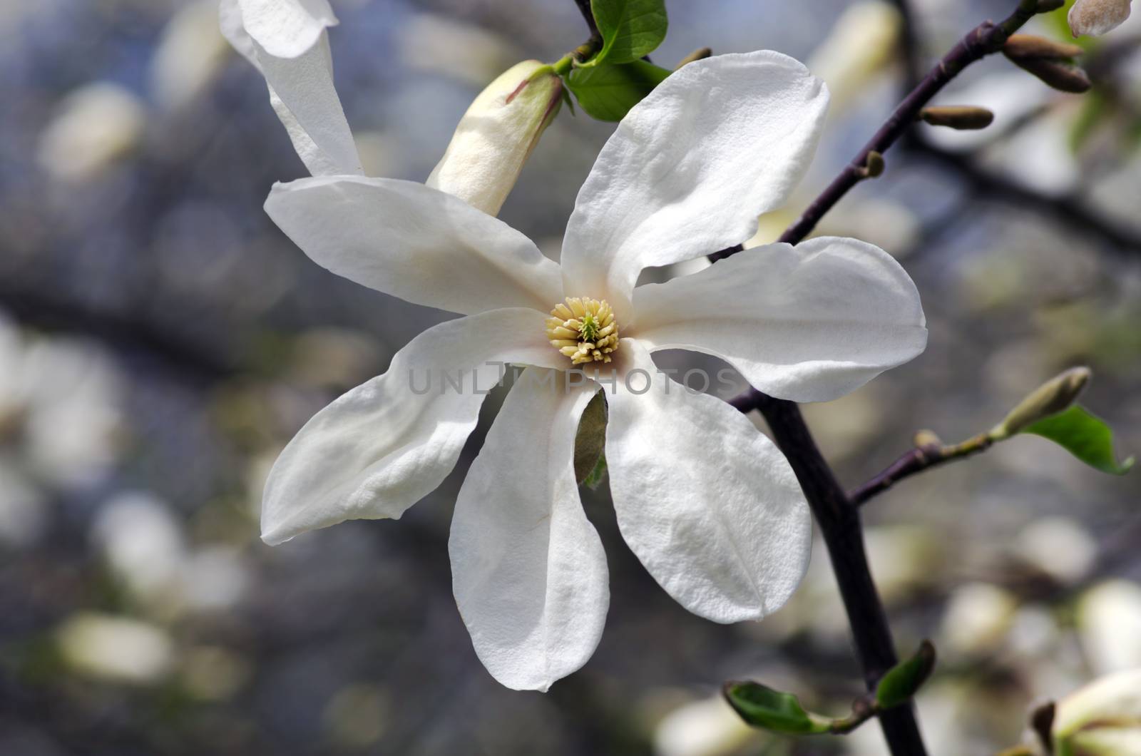 White magnolia flower against the sky close-up by dolnikow