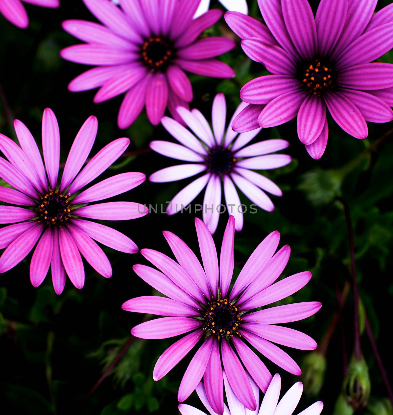 Beauty Light and Dark Pink Garden Daisy Flowers on Blurred Flower and Leafs background Outdoors