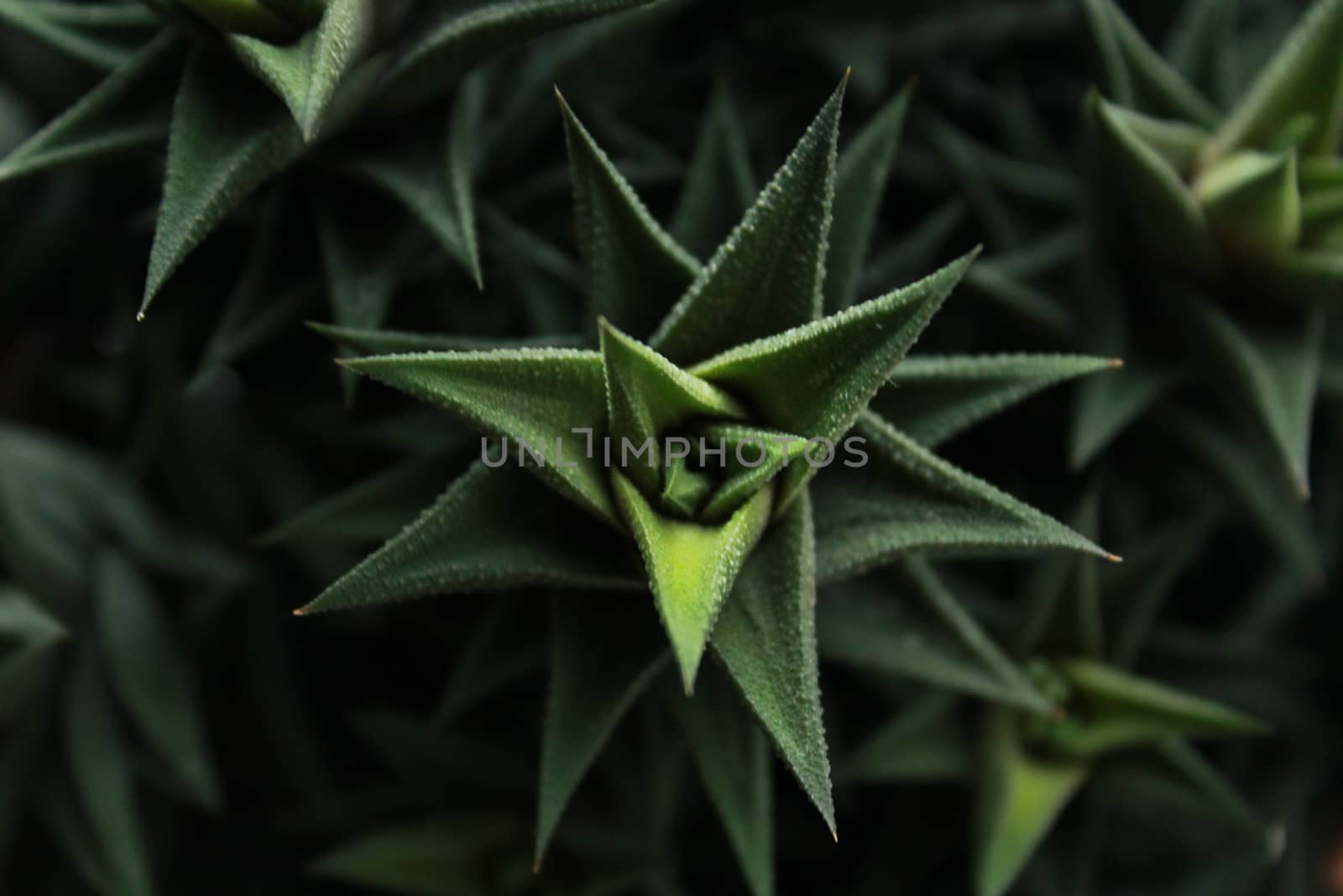 dark green  plant macro by tonycanonfodder