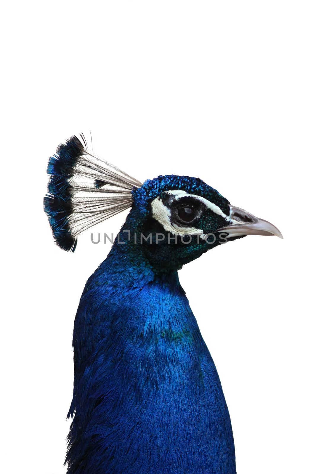 Profile of Male Indian Peafowl with White Background