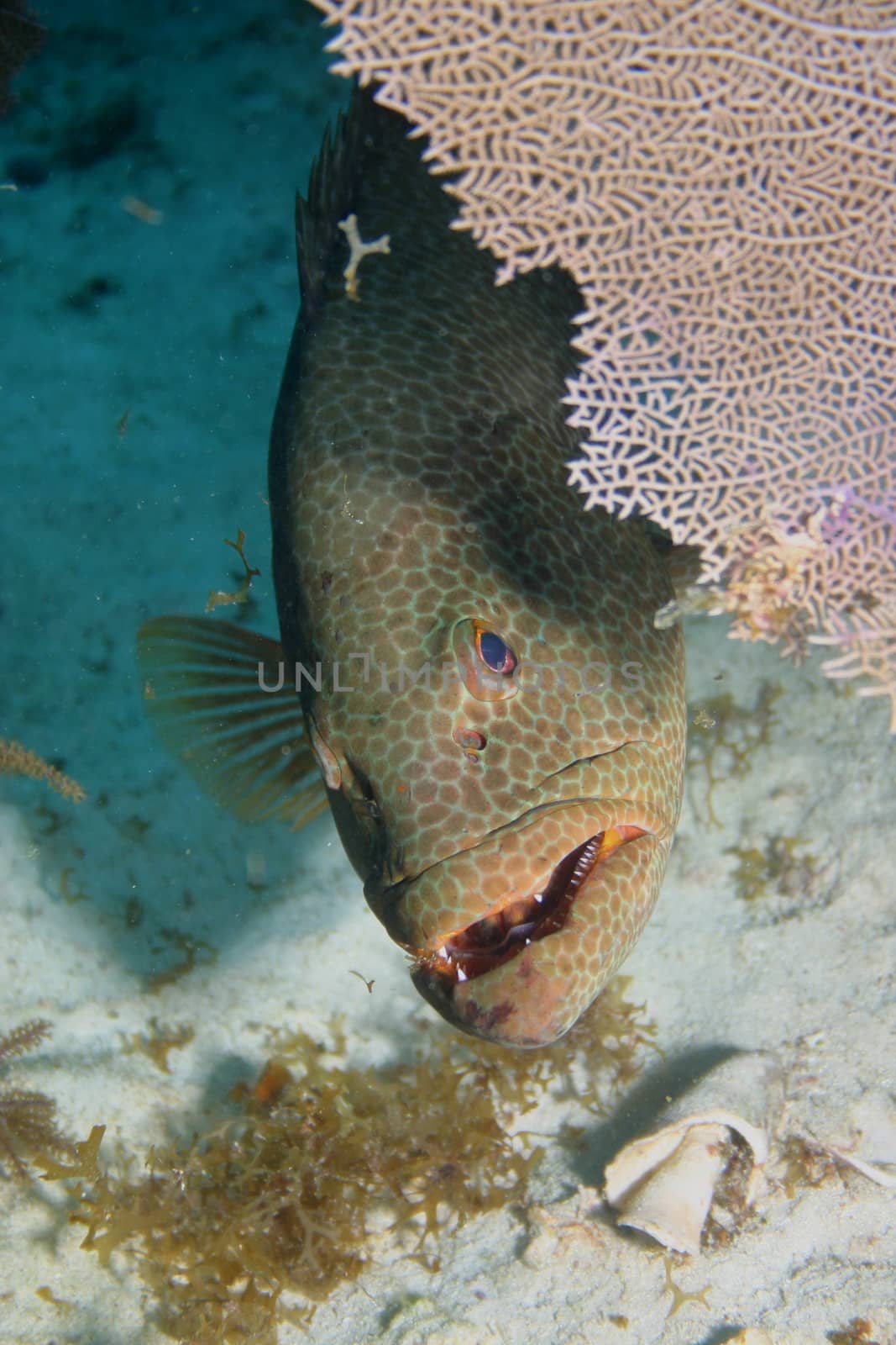 Cuba coral life underwater