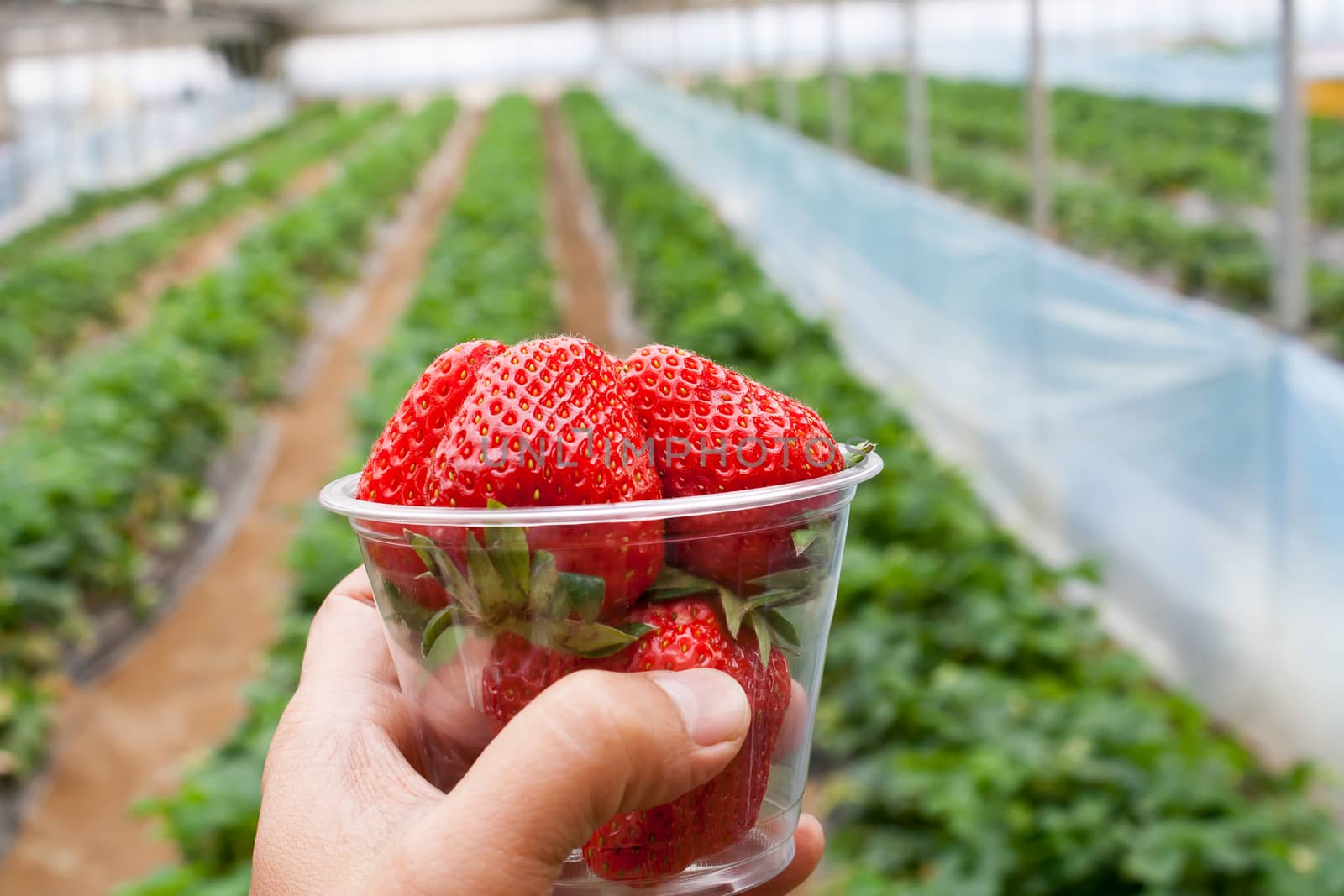 The hand was holding a glass of Strawberry