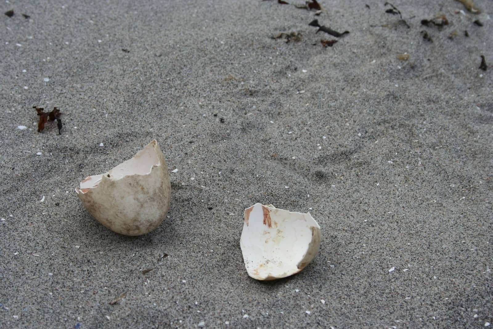 eggshell on beach by elin_merete
